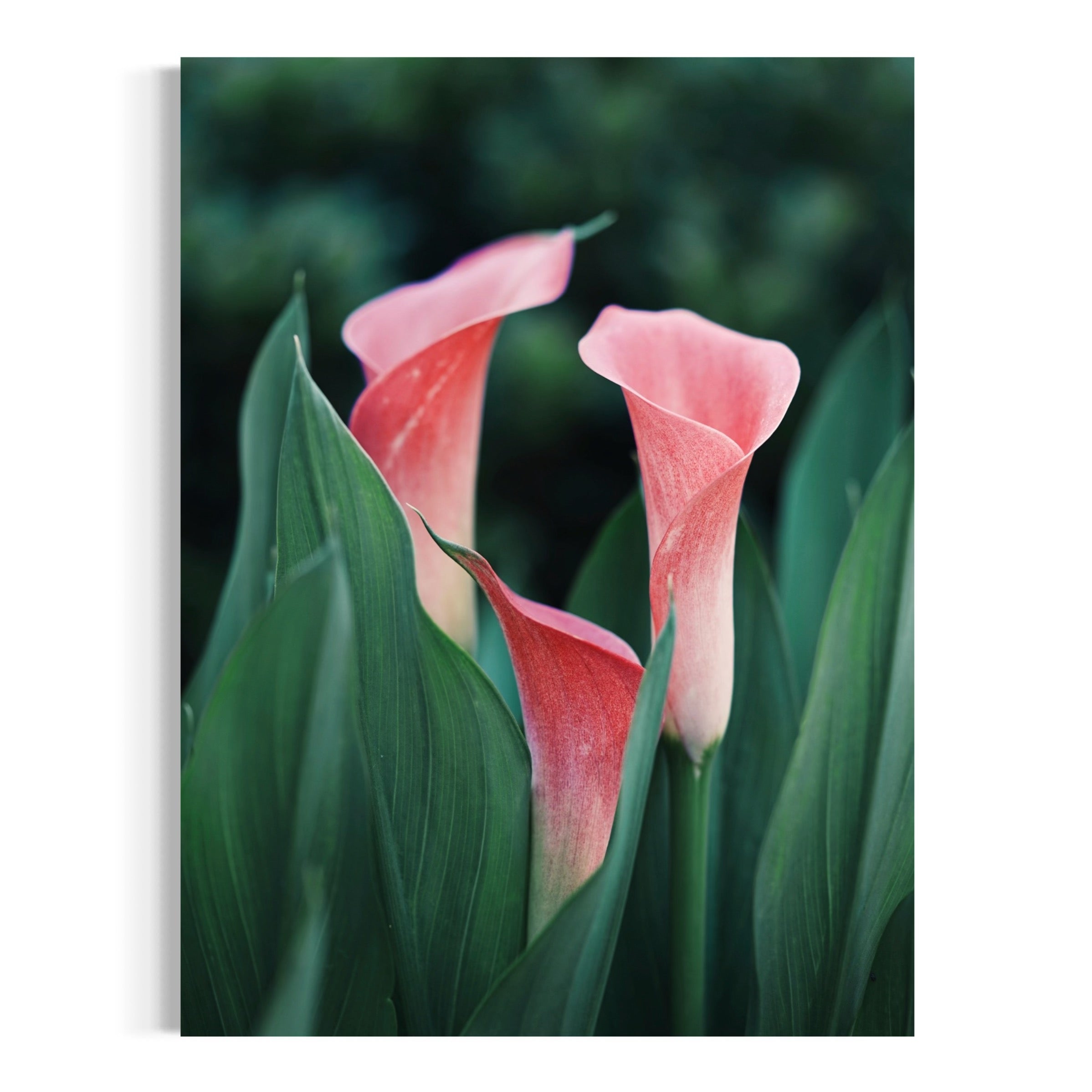 Calla Lily Trio - Moderno Wall Art Wall Art