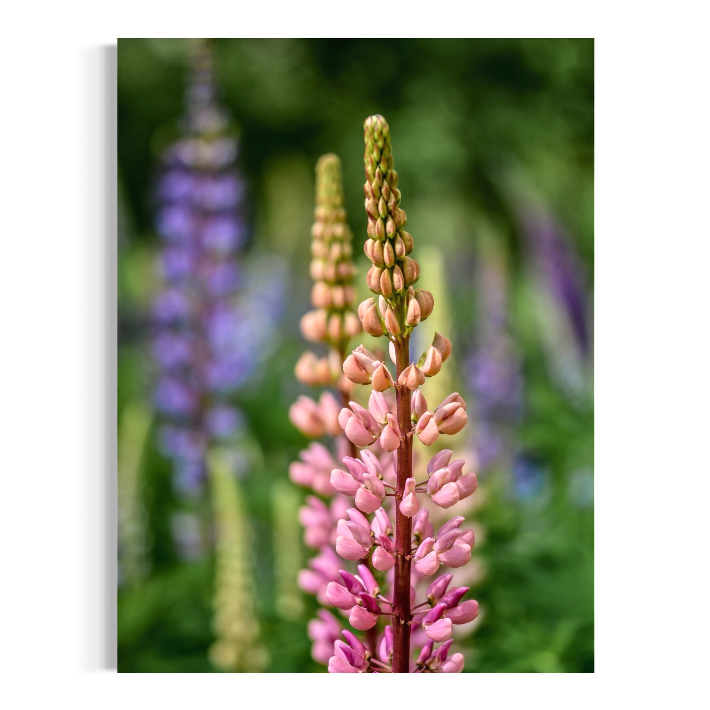Lupine Meadow - Moderno Wall Art Wall Art