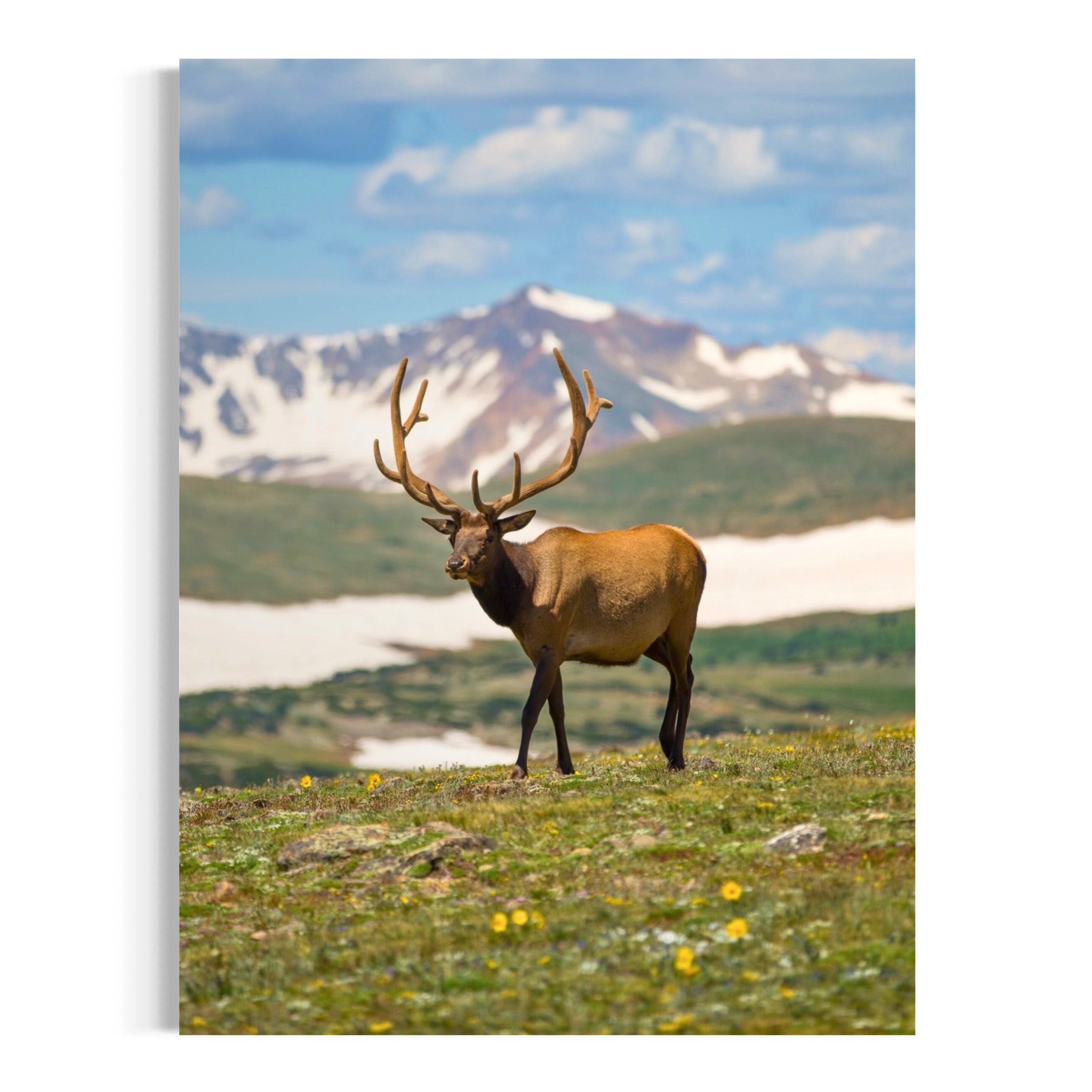 Deer in the Highlands - Moderno Wall Art Wall Art