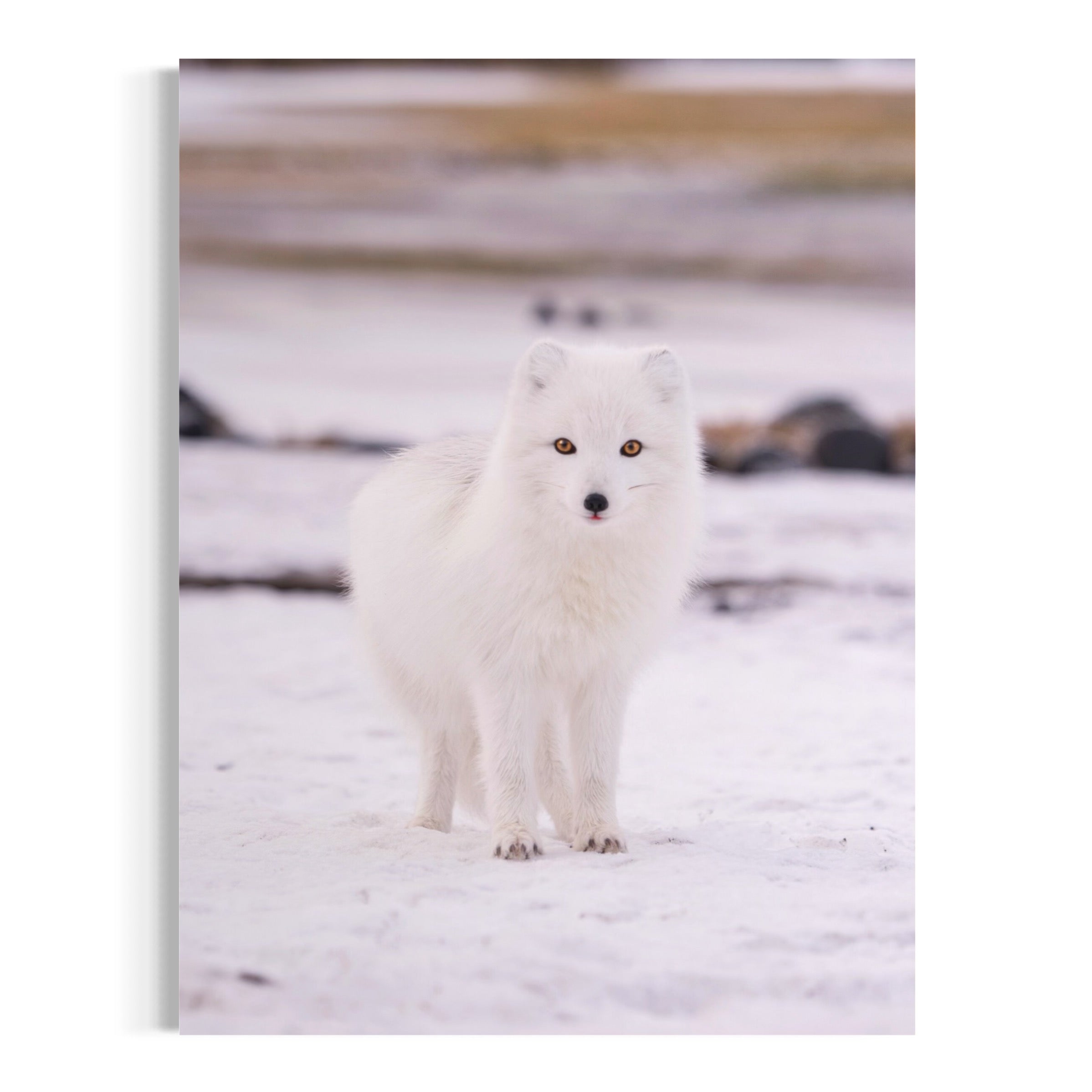 Winter's Silent Hunter - Moderno Wall Art Wall Art