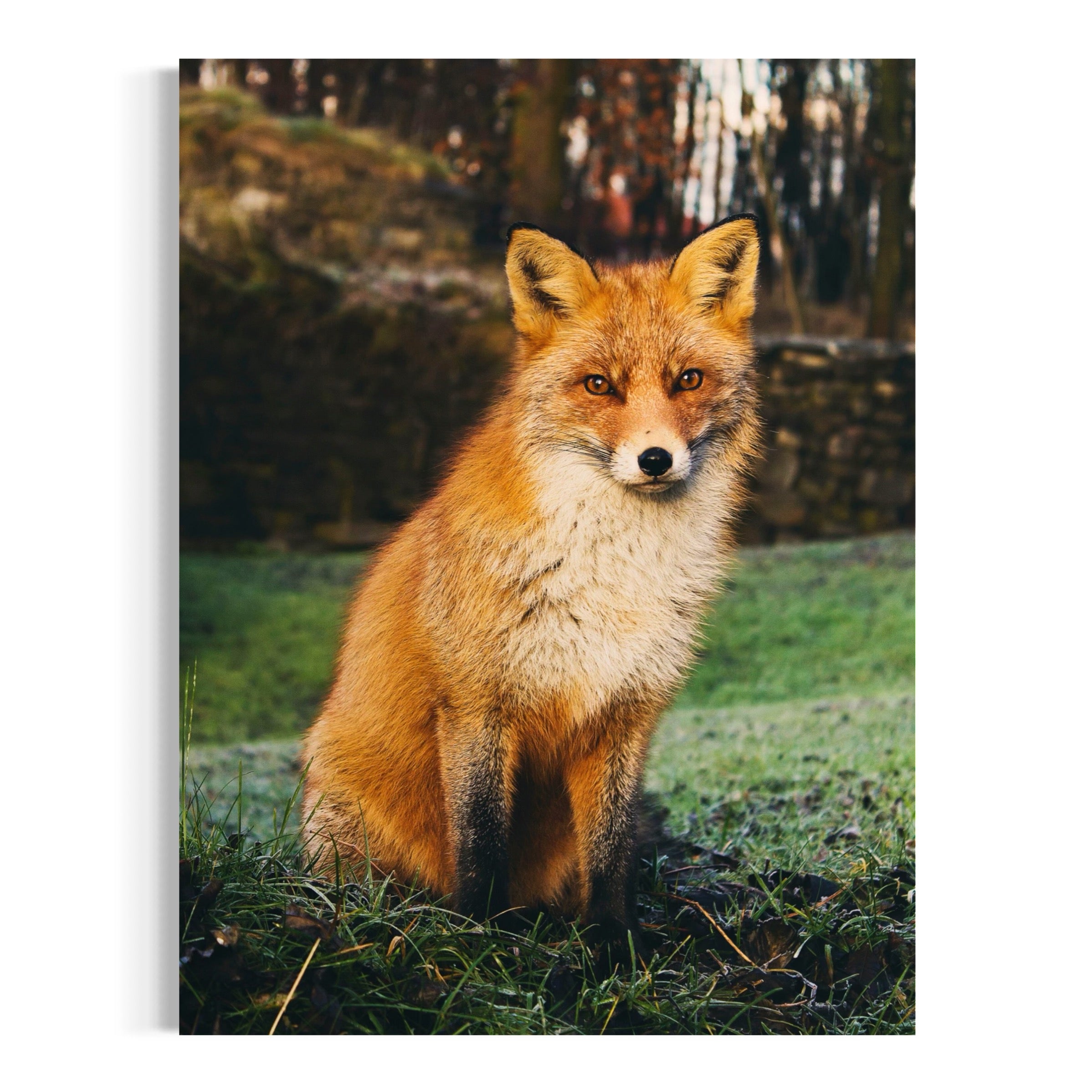 Watchful Fox - Moderno Wall Art Wall Art