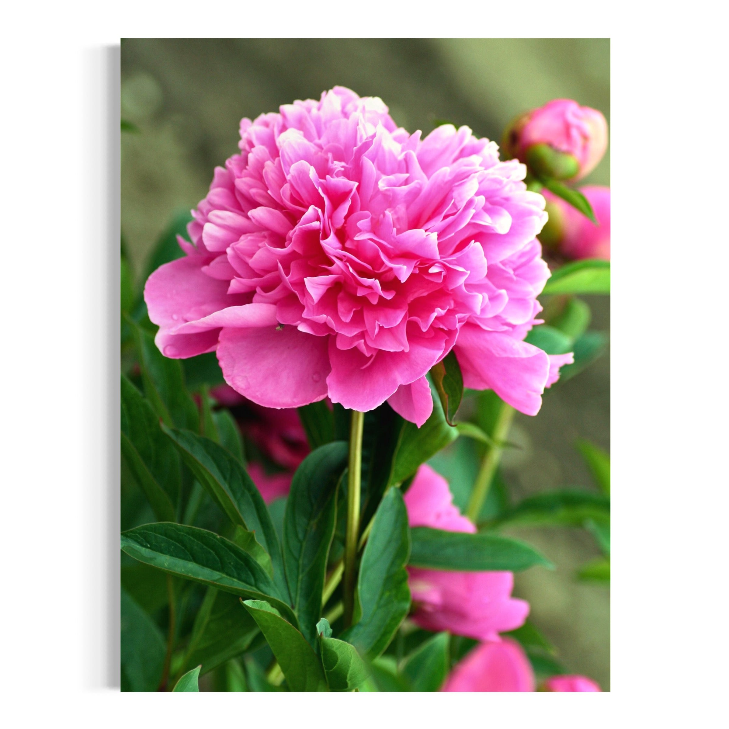 Carnation in Full Bloom - Moderno Wall Art Wall Art