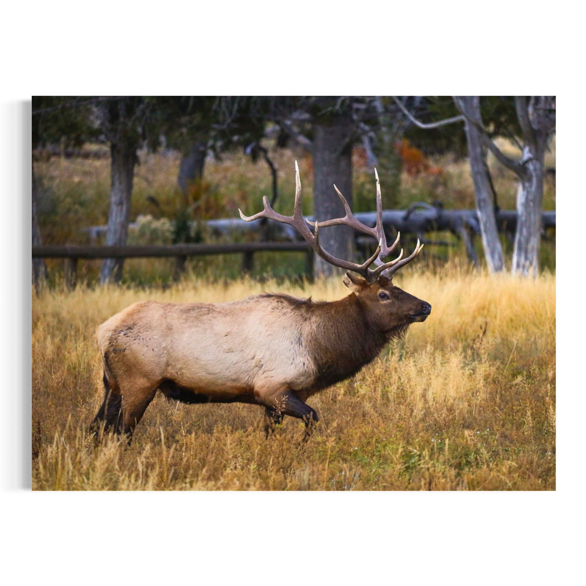 Elk on the Move - Moderno Wall Art Wall Art