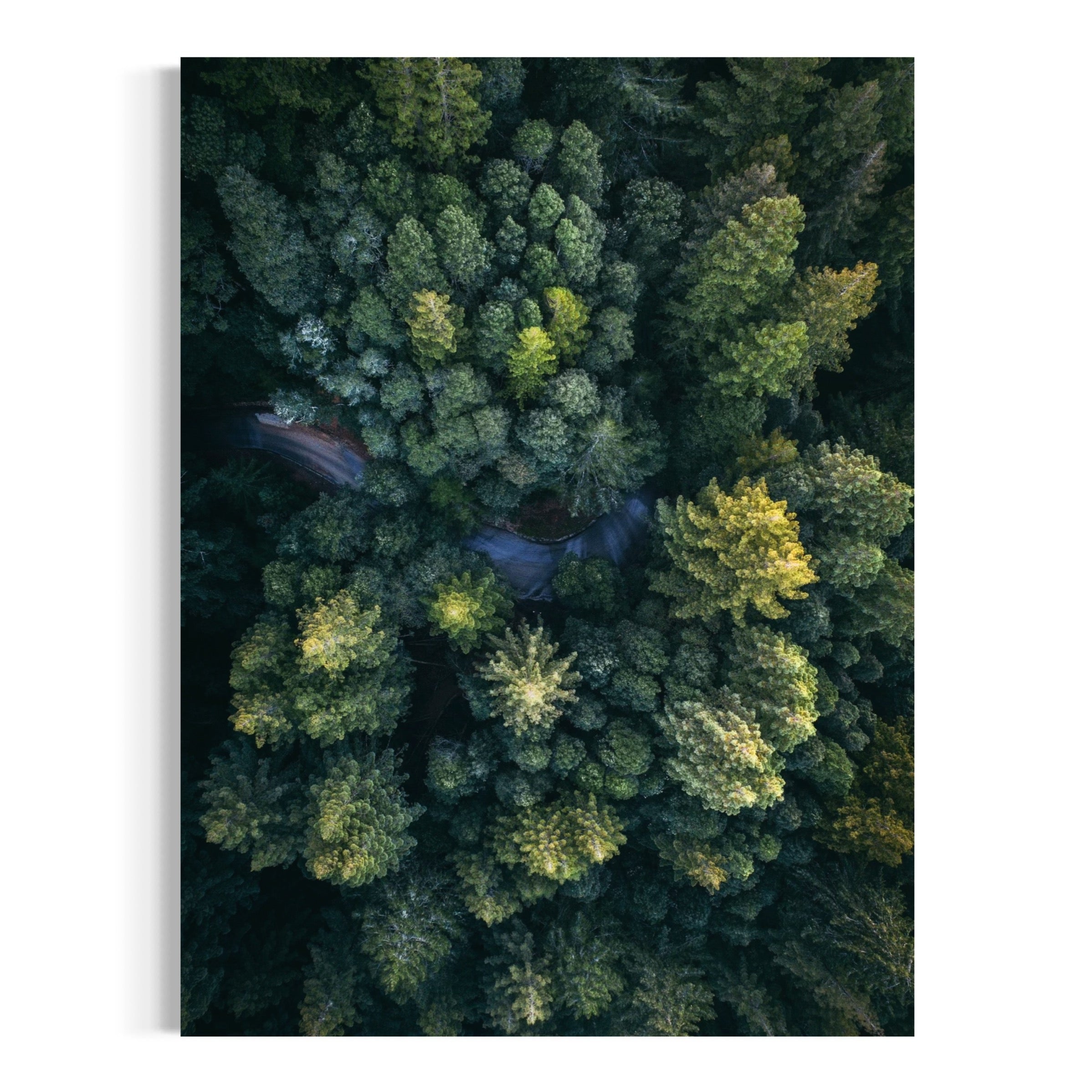 Winding Through the Woods - Moderno Wall Art Wall Art