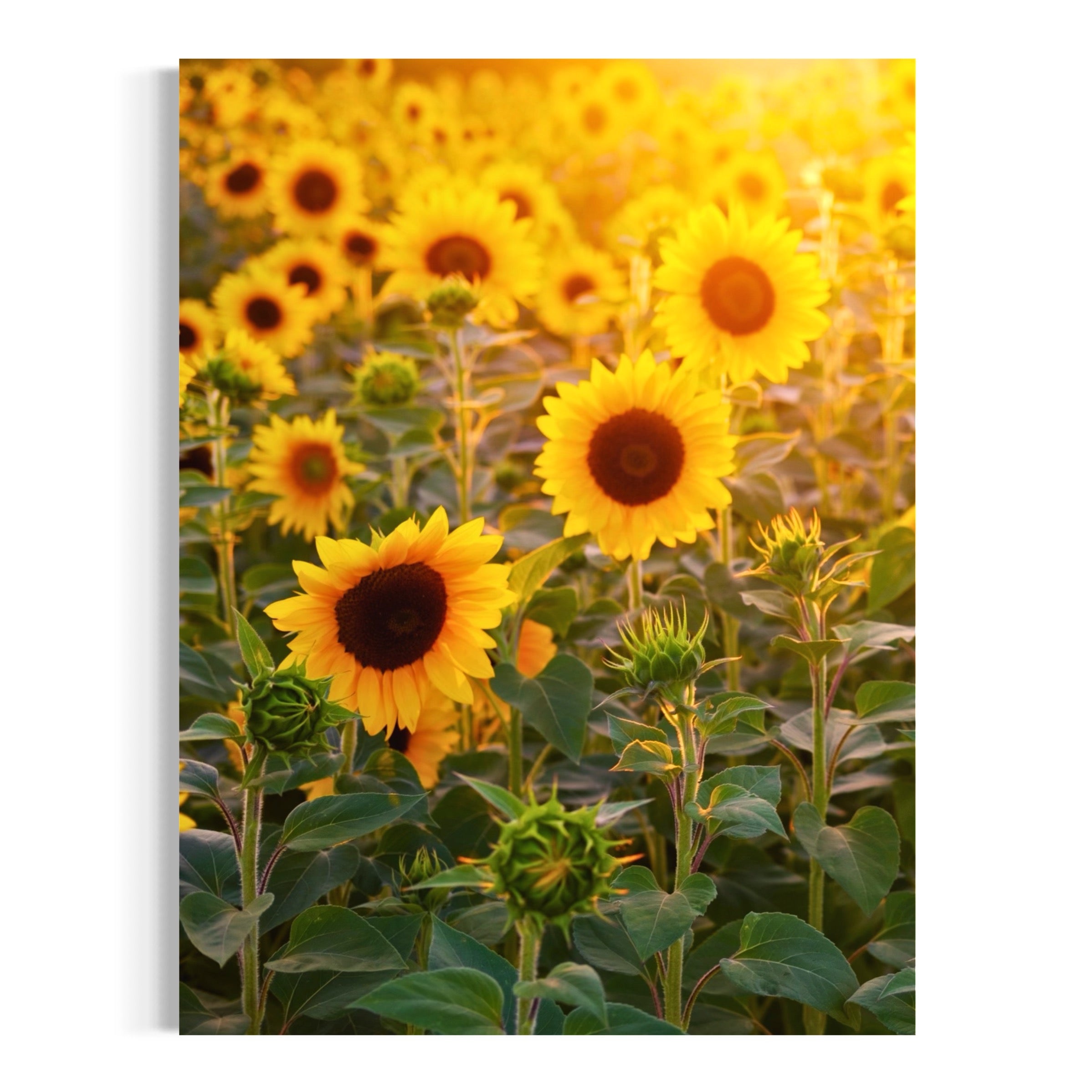 Radiance - Moderno Wall Art Wall Art