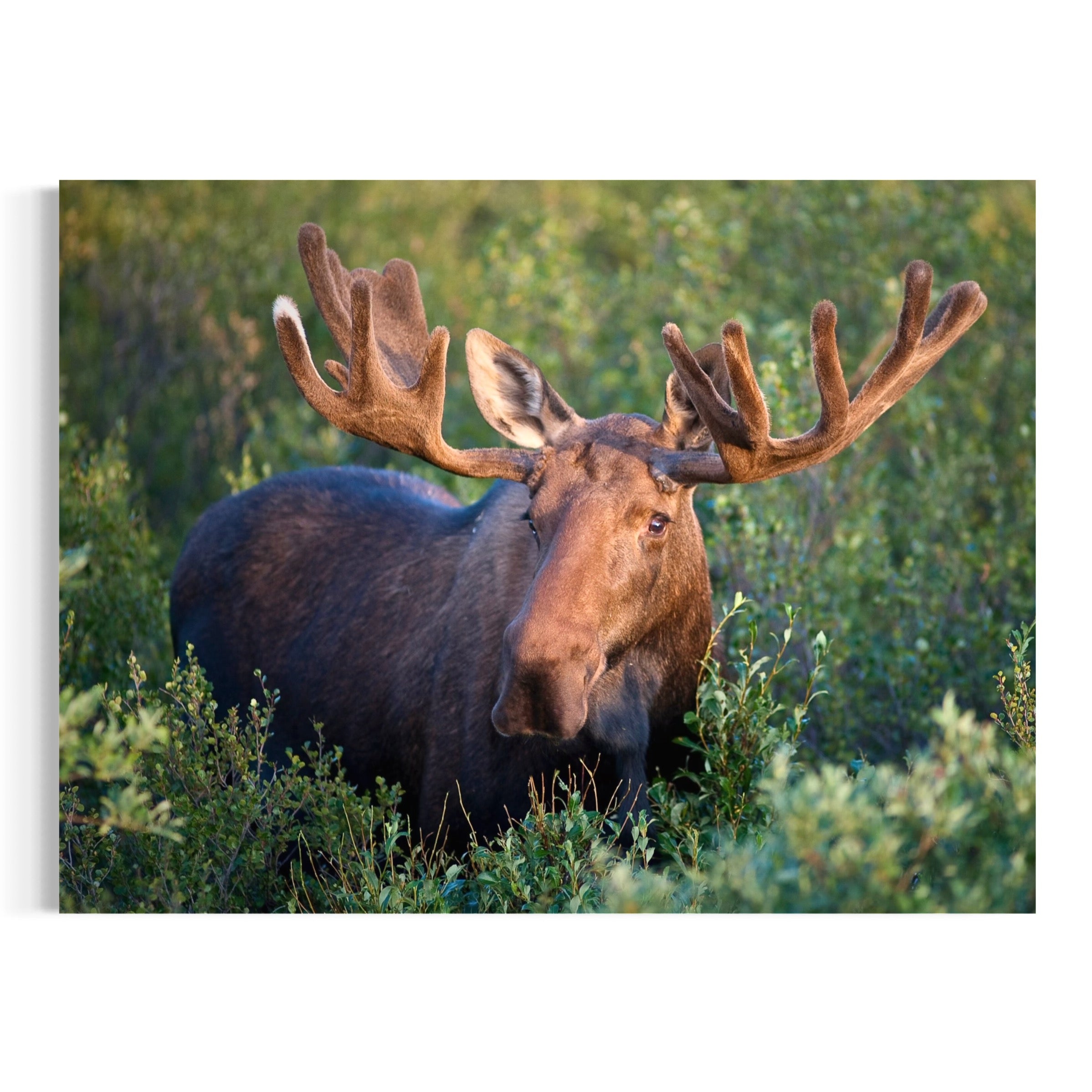 Majestic Bull Moose - Moderno Wall Art Wall Art