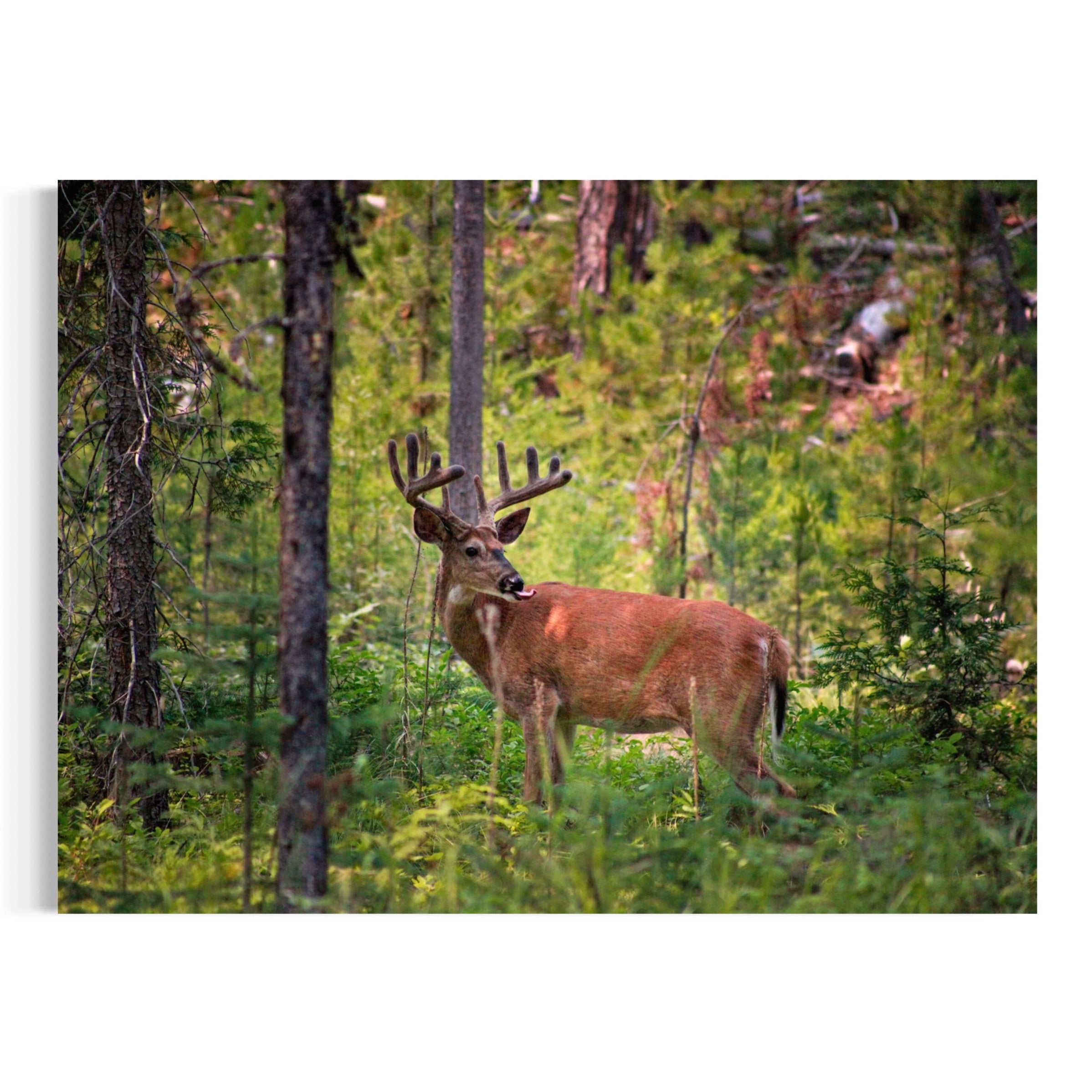 Woods Wanderer - Moderno Wall Art Wall Art