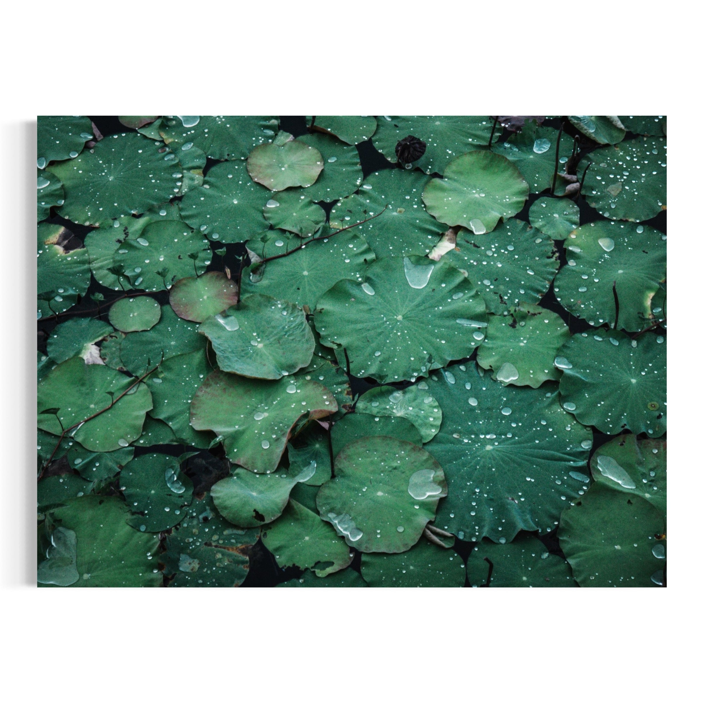 Raindrops & Lily Pads - Moderno Wall Art Wall Art