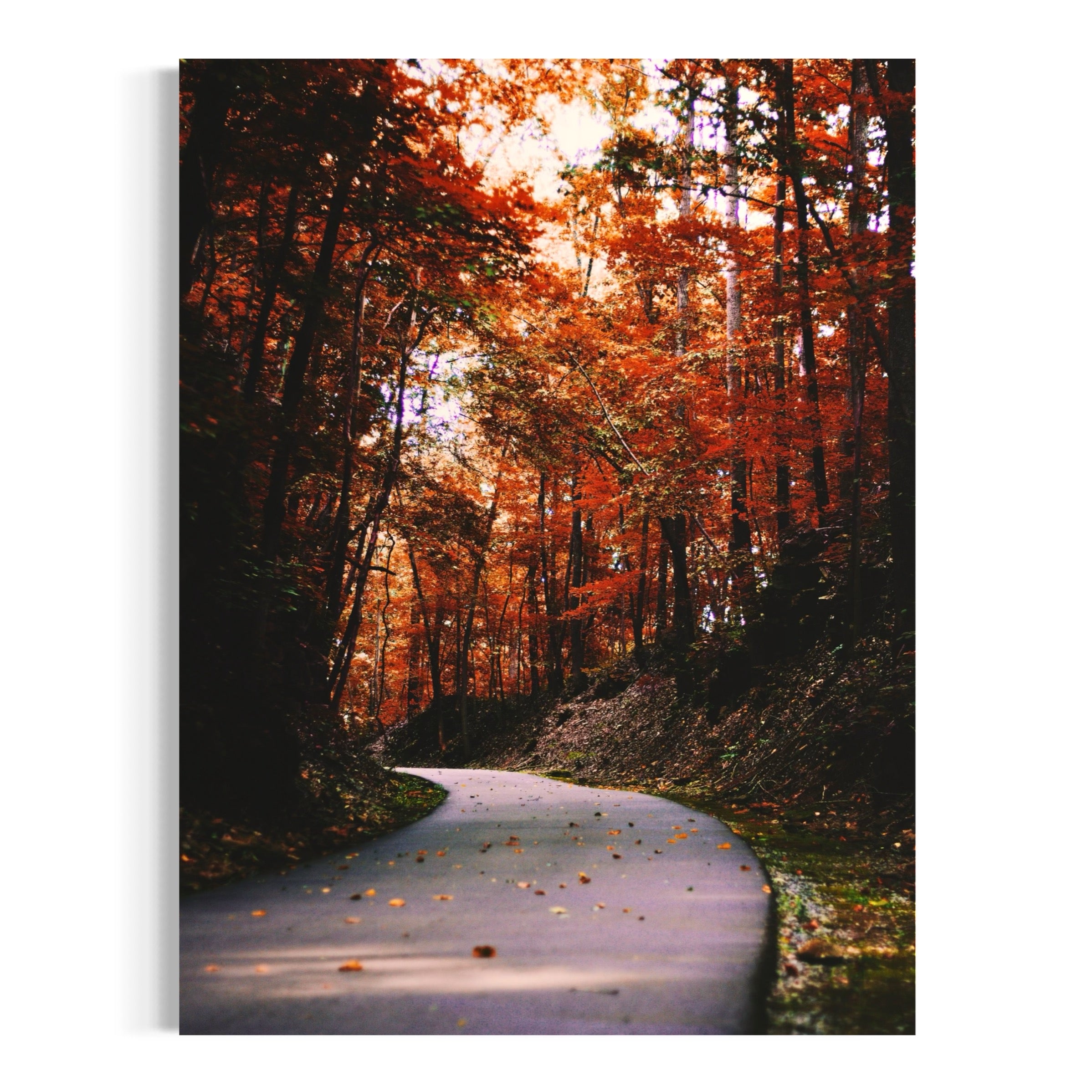 Autumn Drive - Moderno Wall Art Wall Art