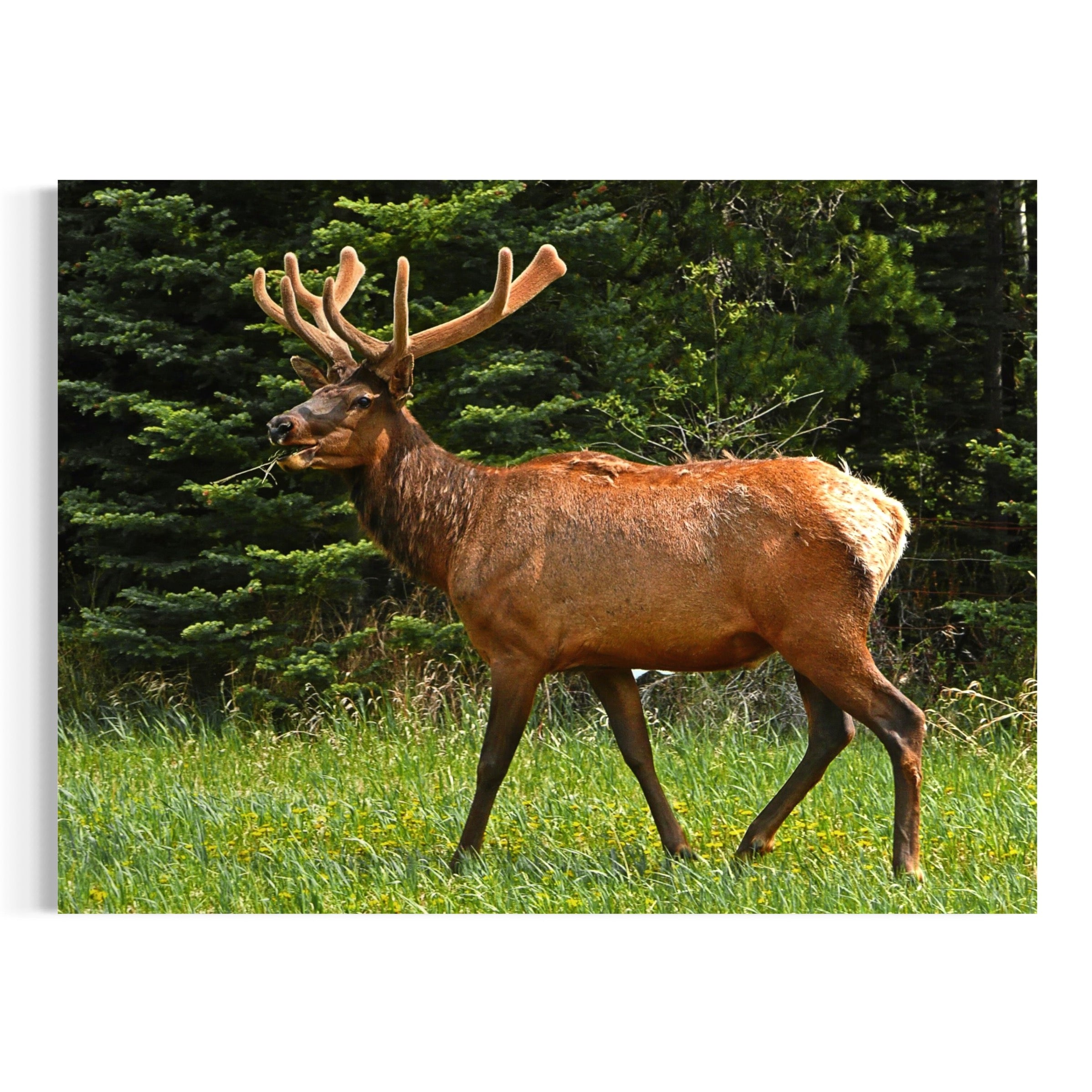 Velvet Majesty - Moderno Wall Art Wall Art