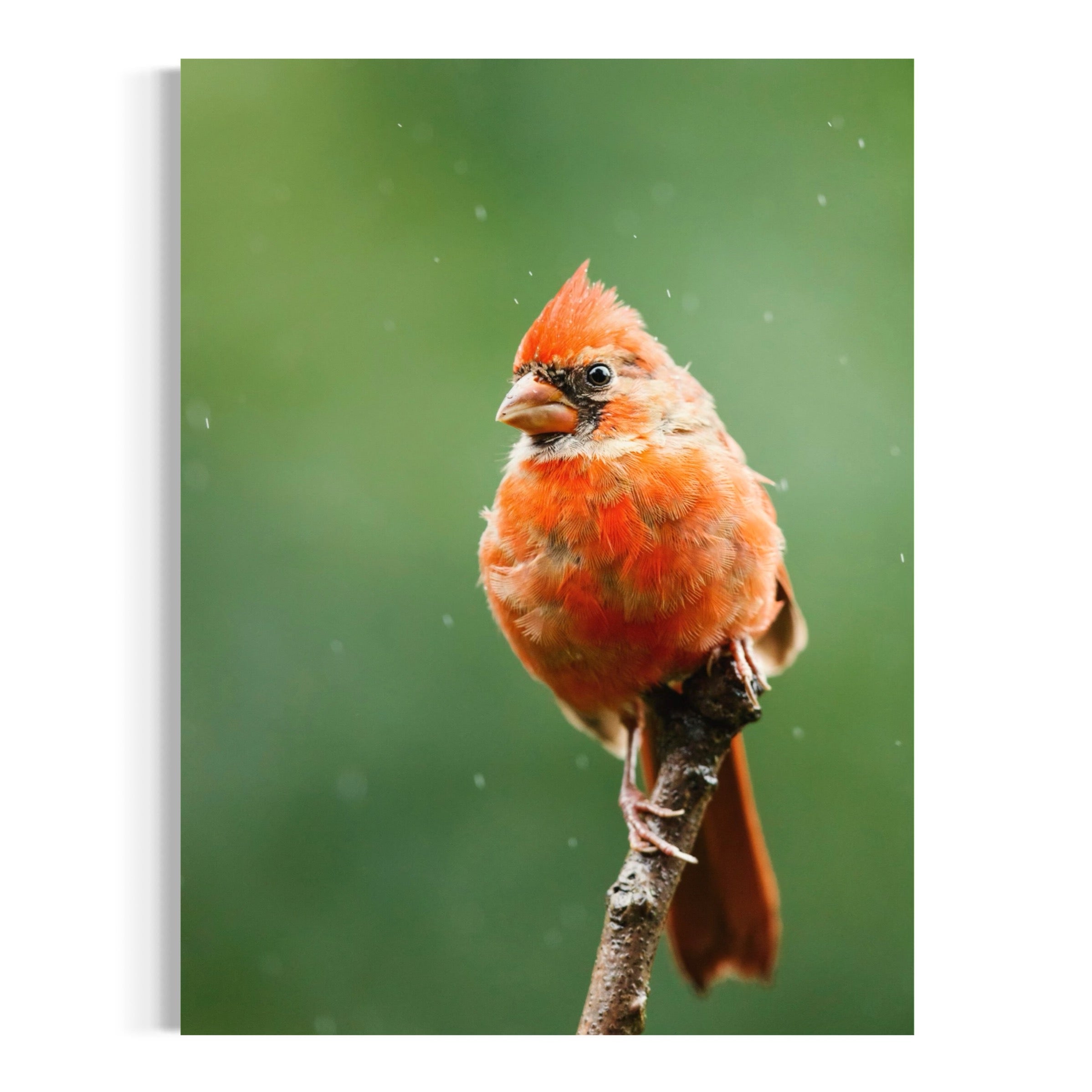 Northern Cardinal II - Moderno Wall Art Wall Art