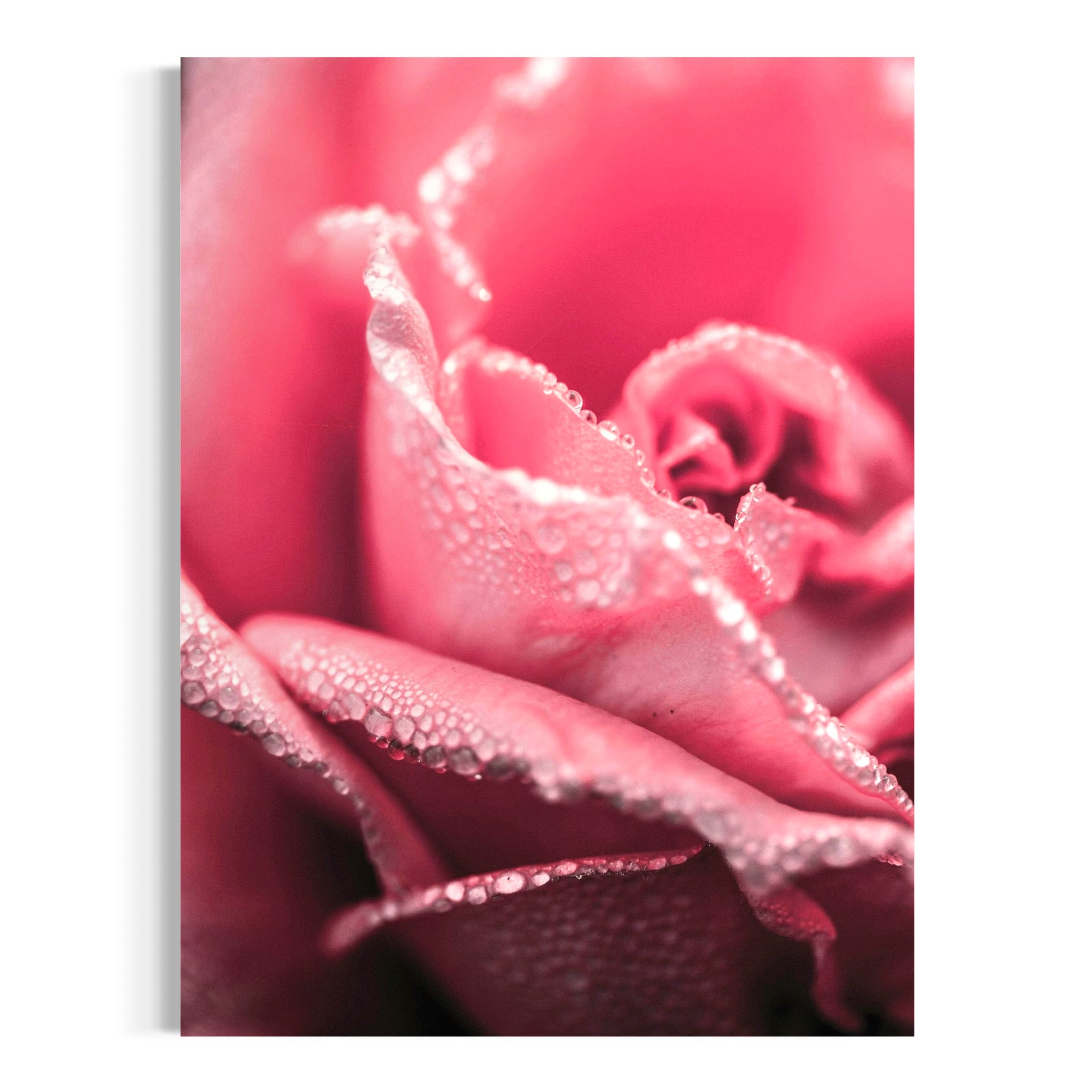 Dew-Kissed Rose - Moderno Wall Art Wall Art