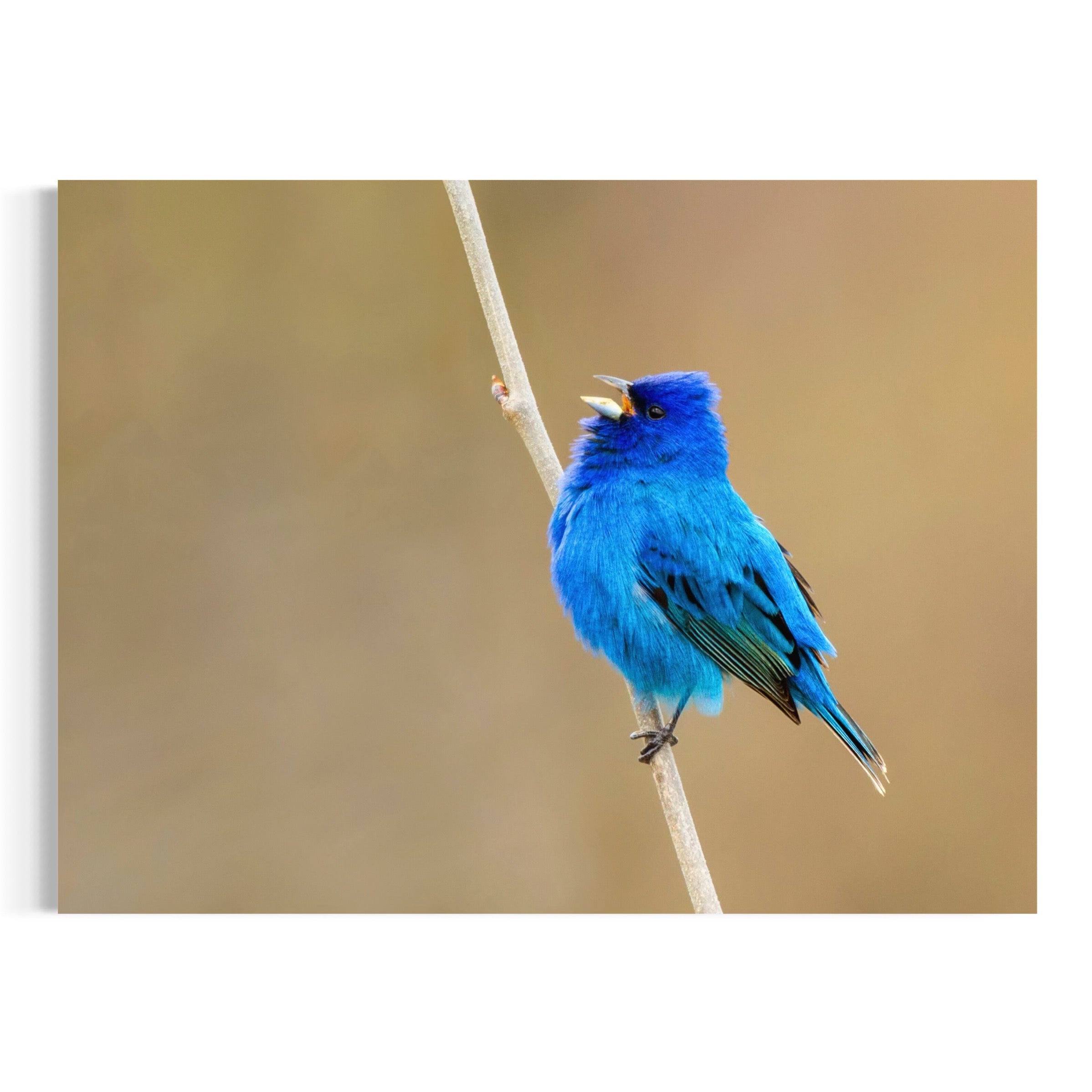 Indigo Perch - Moderno Wall Art Wall Art