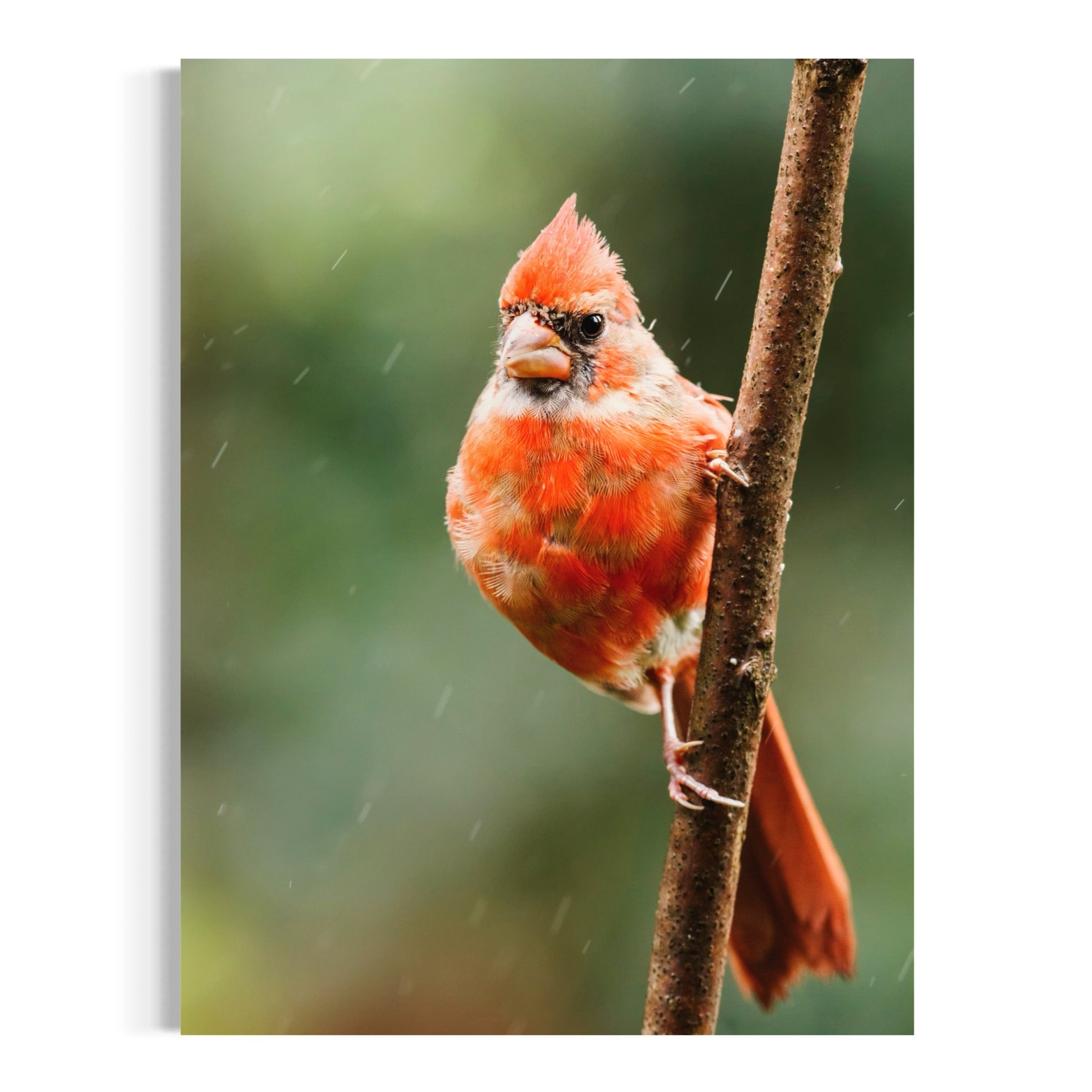 Northern Cardinal I - Moderno Wall Art Wall Art