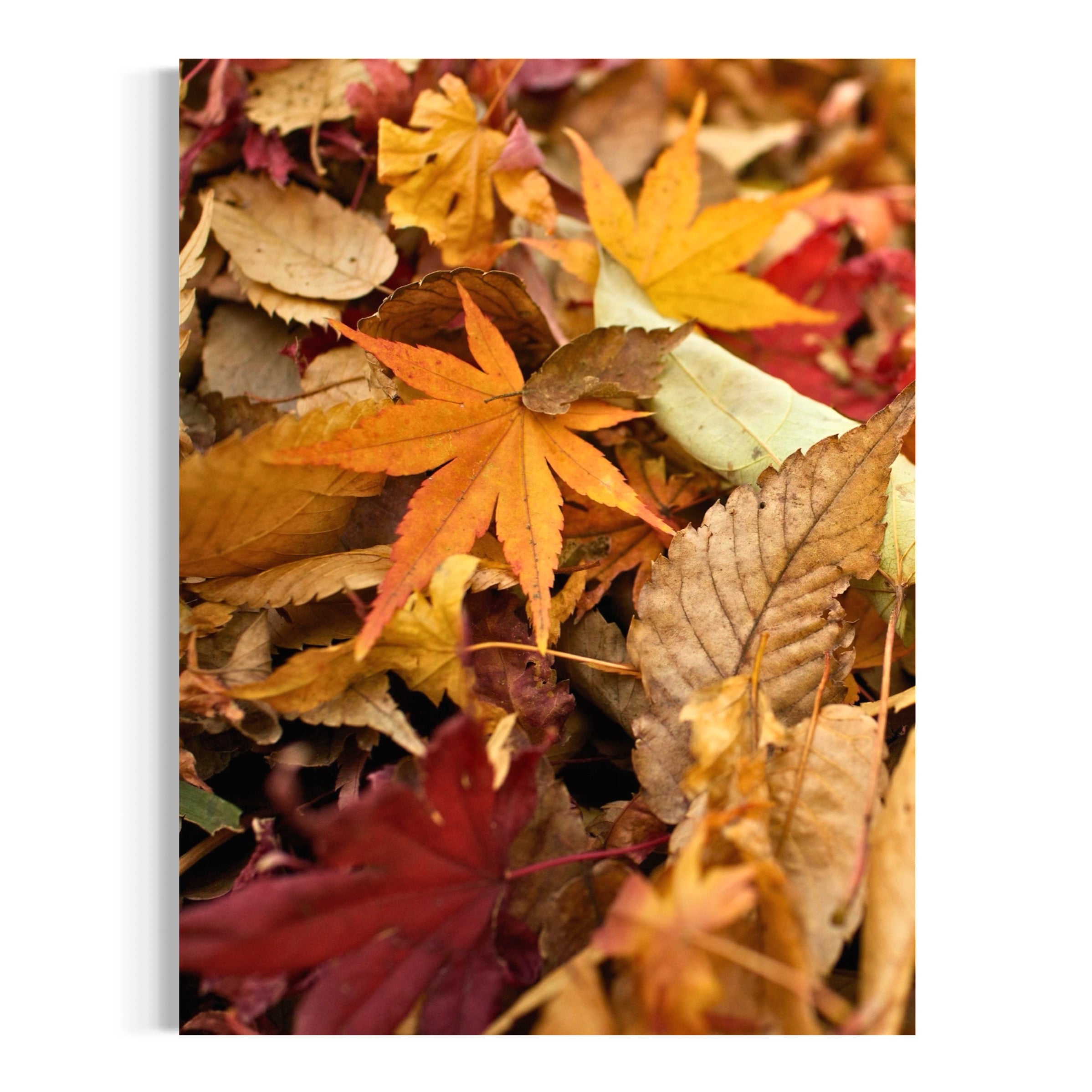 Crisp Fall Leaves - Moderno Wall Art Wall Art