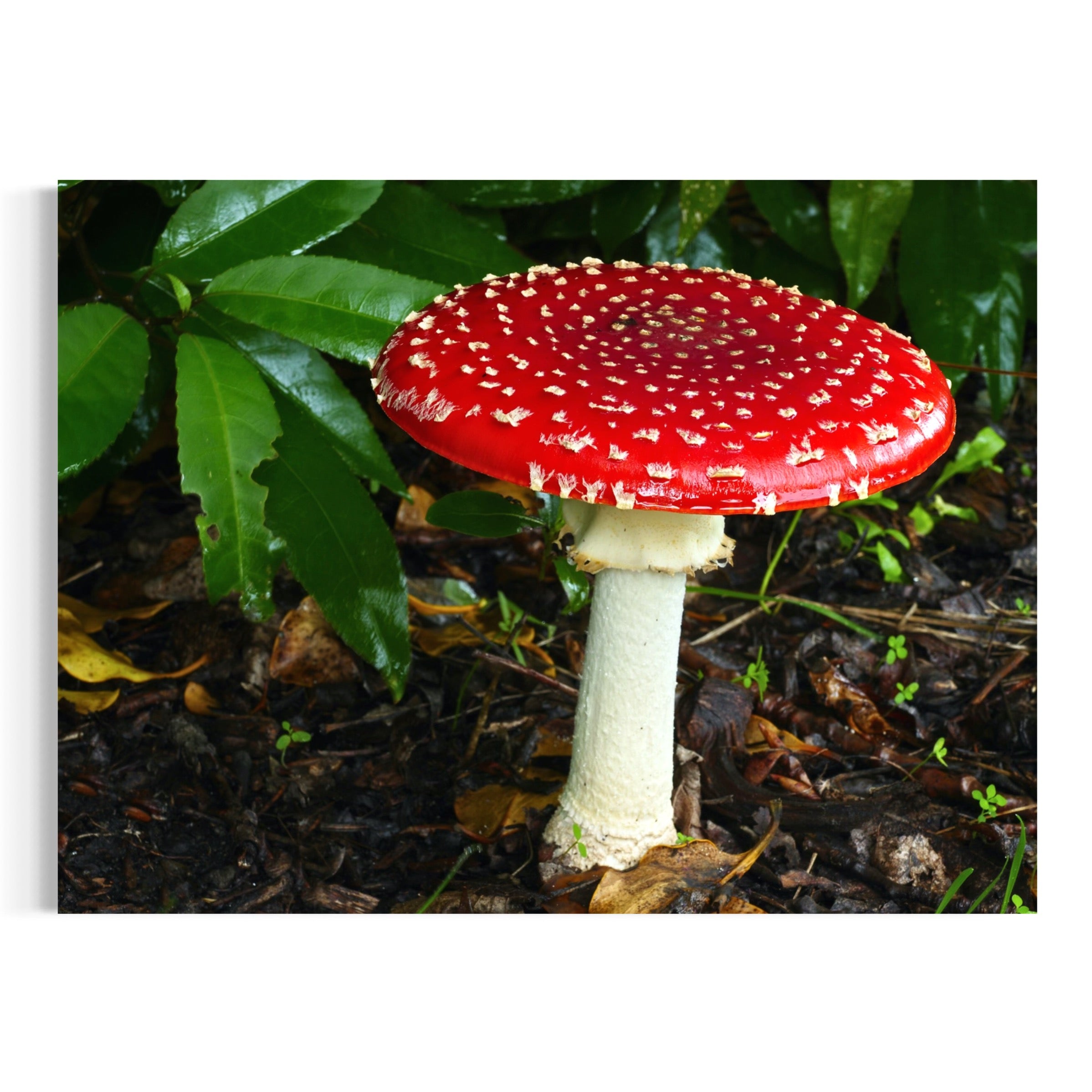 Amanita Rising - Moderno Wall Art Wall Art