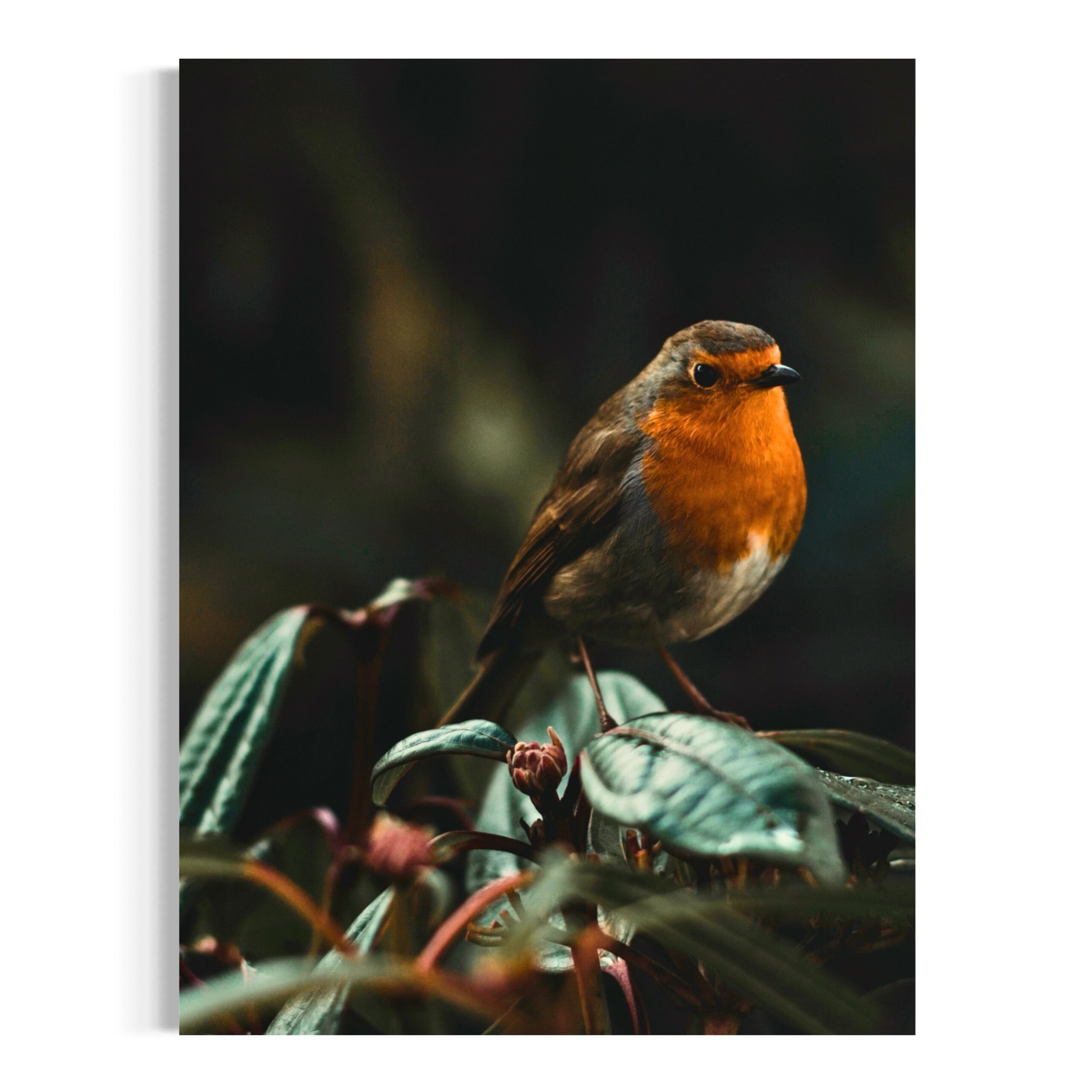 European Robin - Moderno Wall Art Wall Art