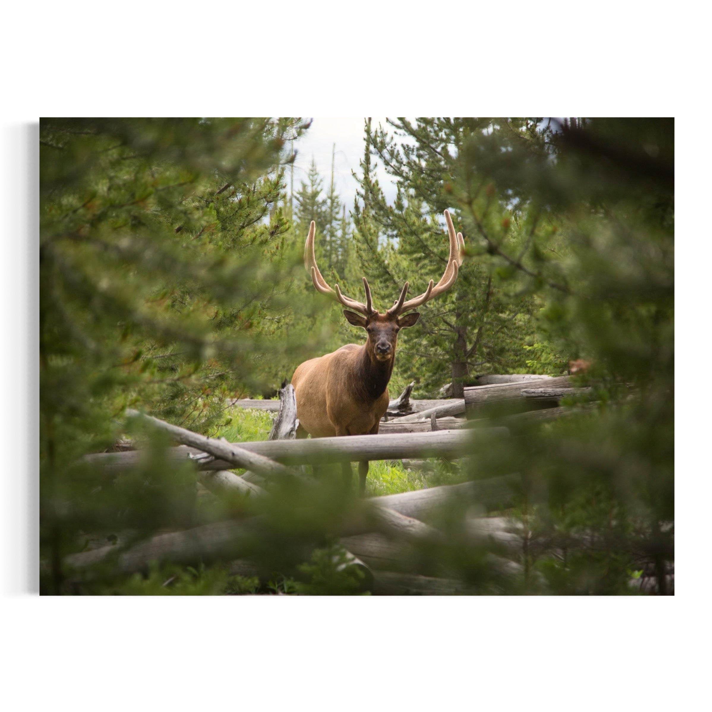 Majestic Elk in the Forest - Moderno Wall Art Wall Art