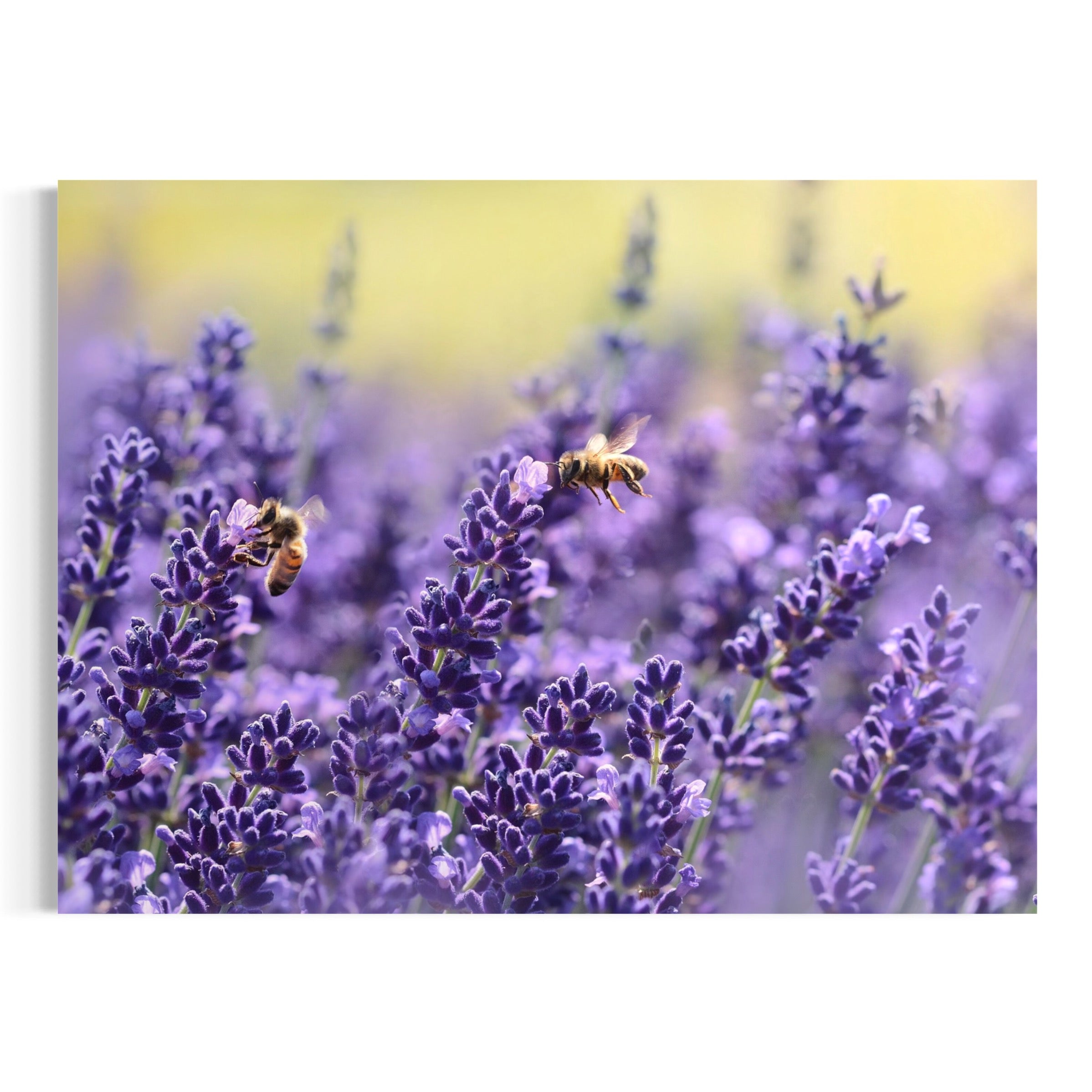 Bees Among the Lavender - Moderno Wall Art Wall Art