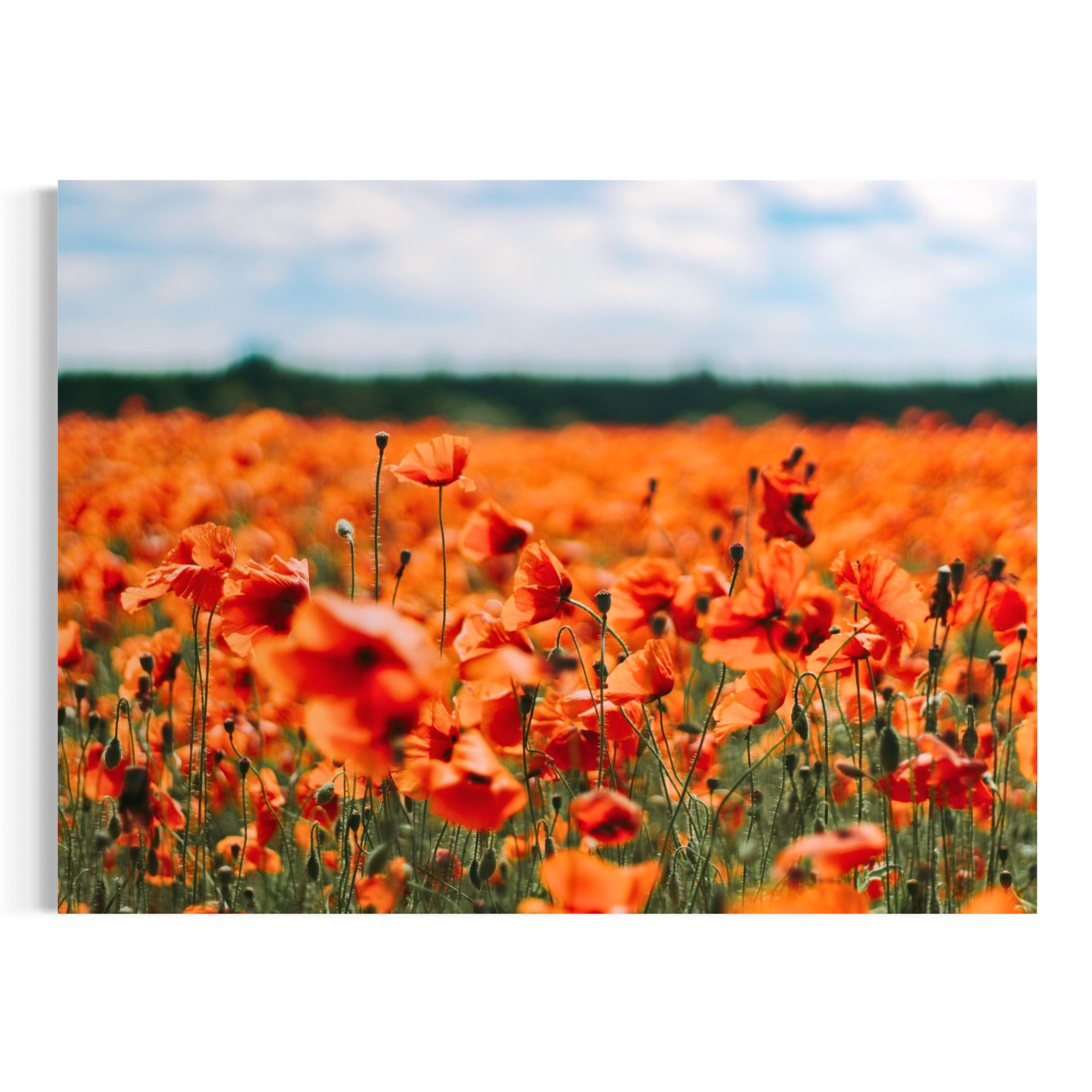 Scarlet Horizon - Moderno Wall Art Wall Art