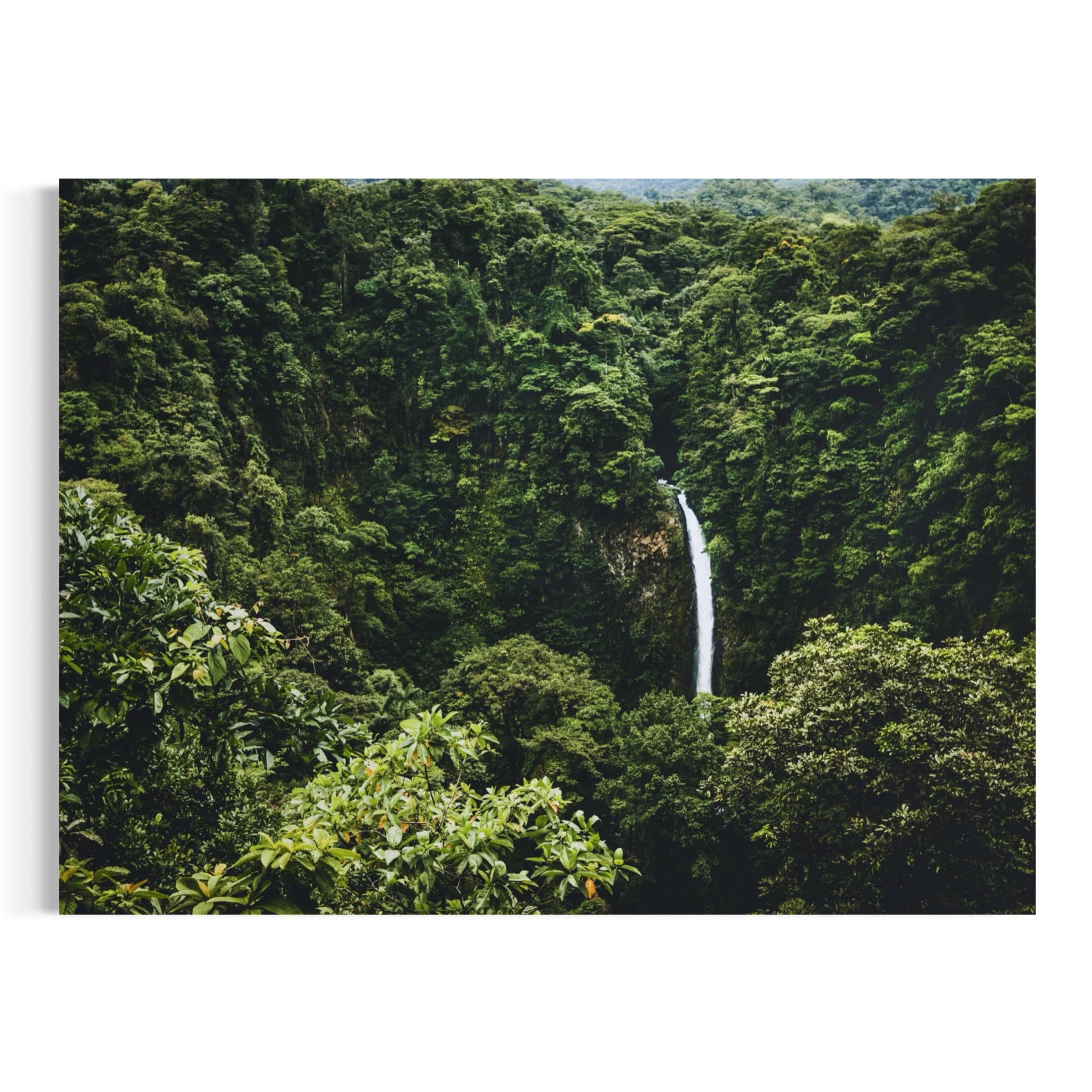 Tropical Veil - Moderno Wall Art Wall Art