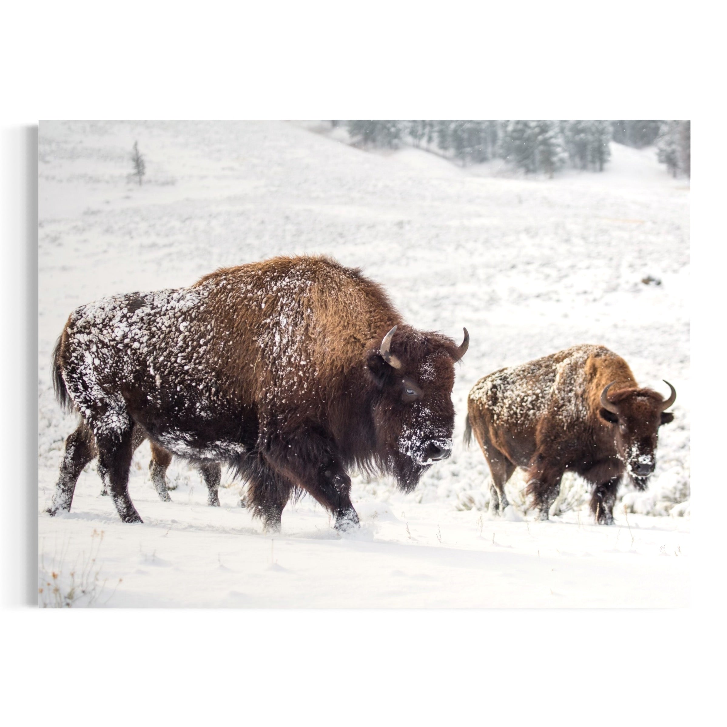 Winter Path of the Bison - Moderno Wall Art Wall Art