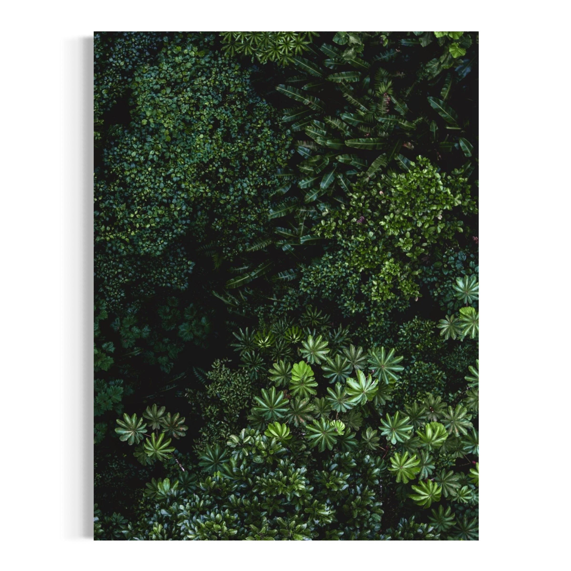 Jungle Mystique - Moderno Wall Art Wall Art