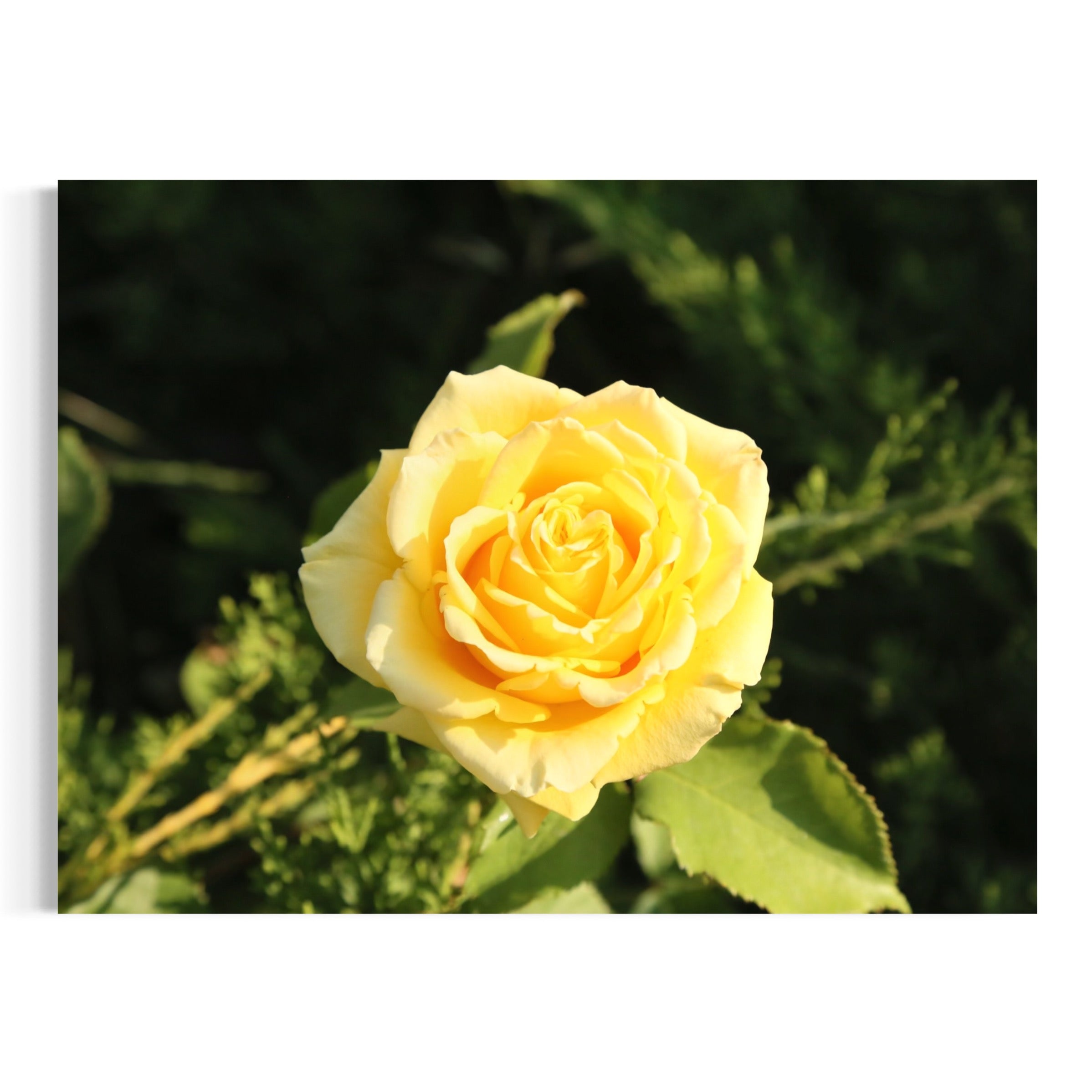 Golden Rose - Moderno Wall Art Wall Art