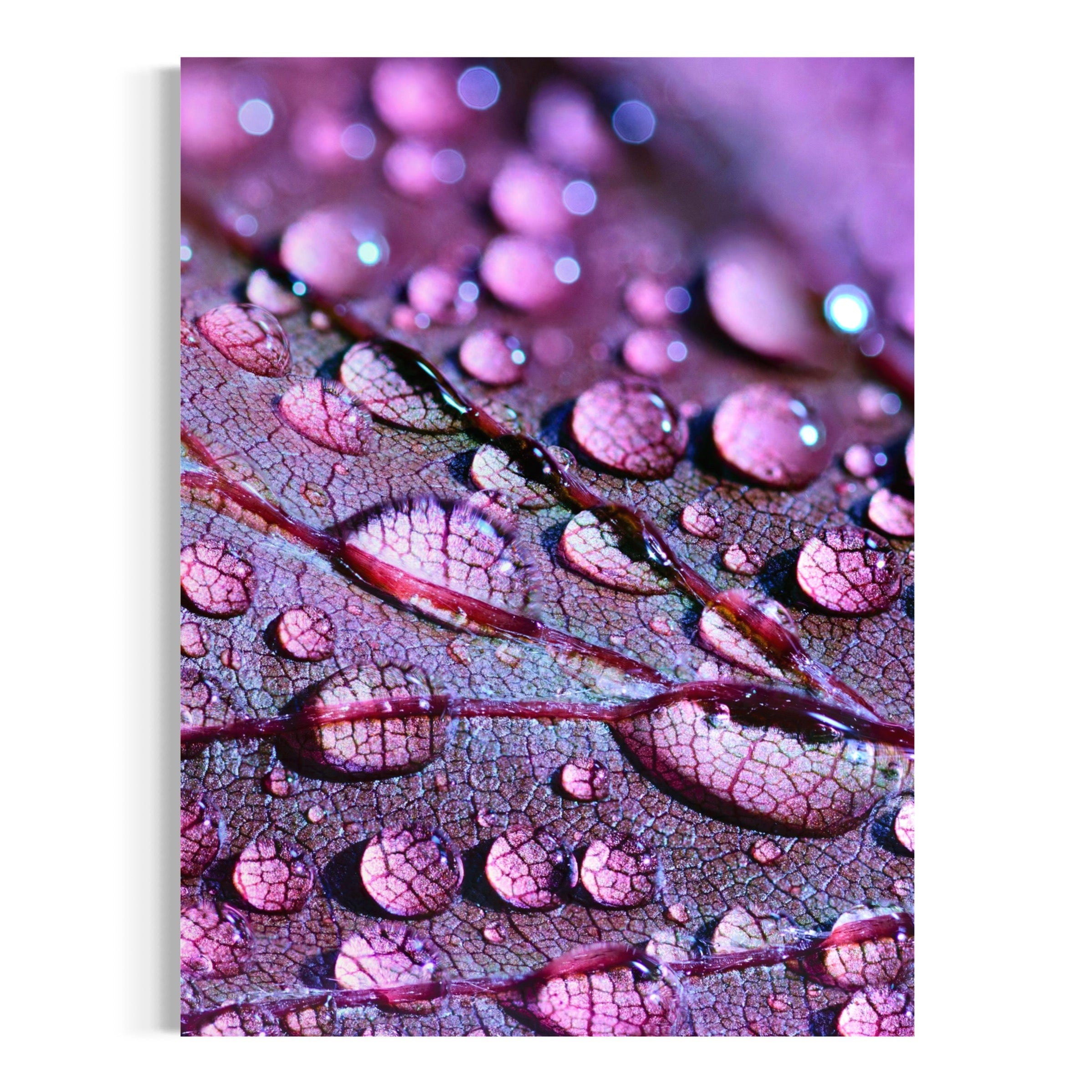 Rain-Kissed Leaf - Moderno Wall Art Wall Art