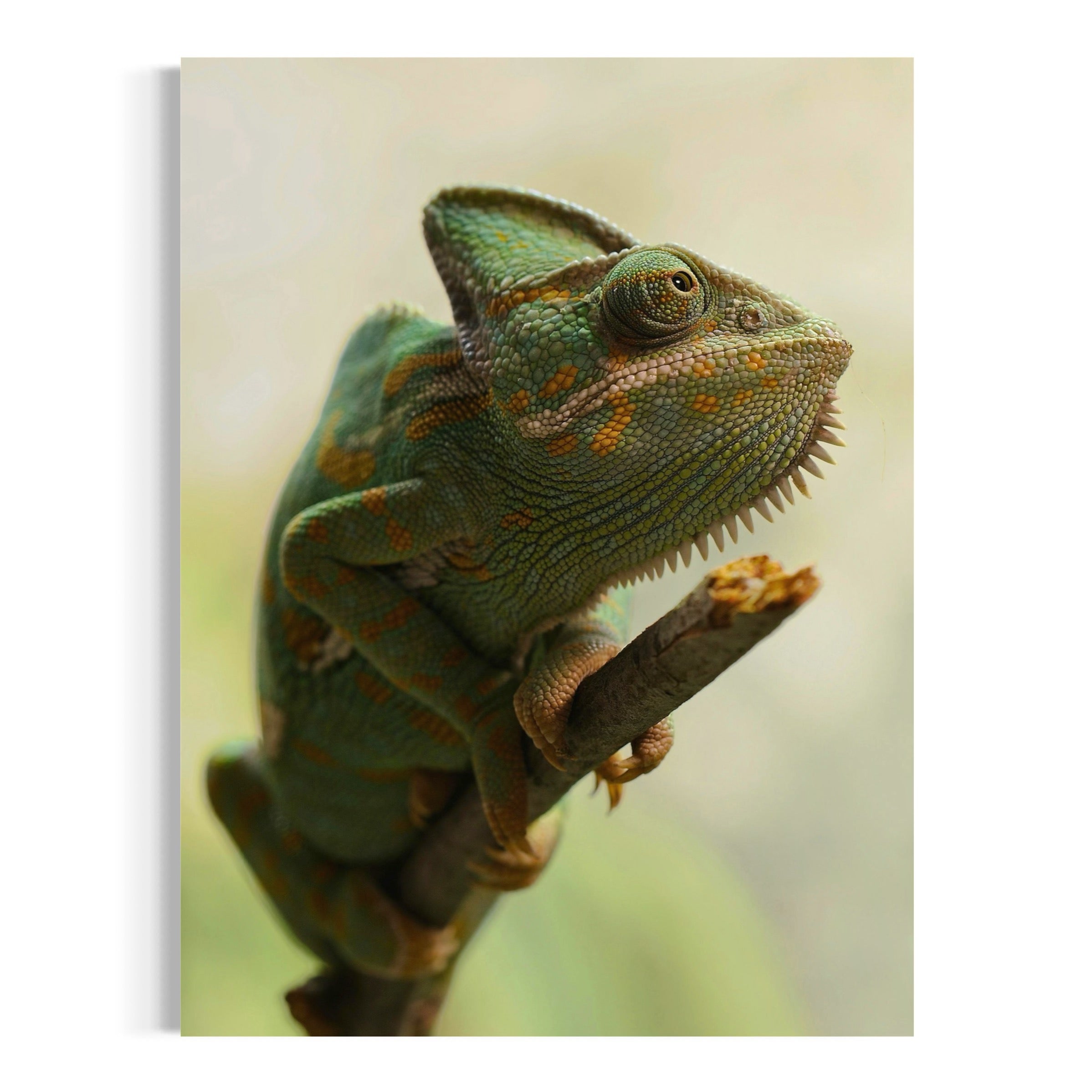 Chameleon in Stillness - Moderno Wall Art Wall Art