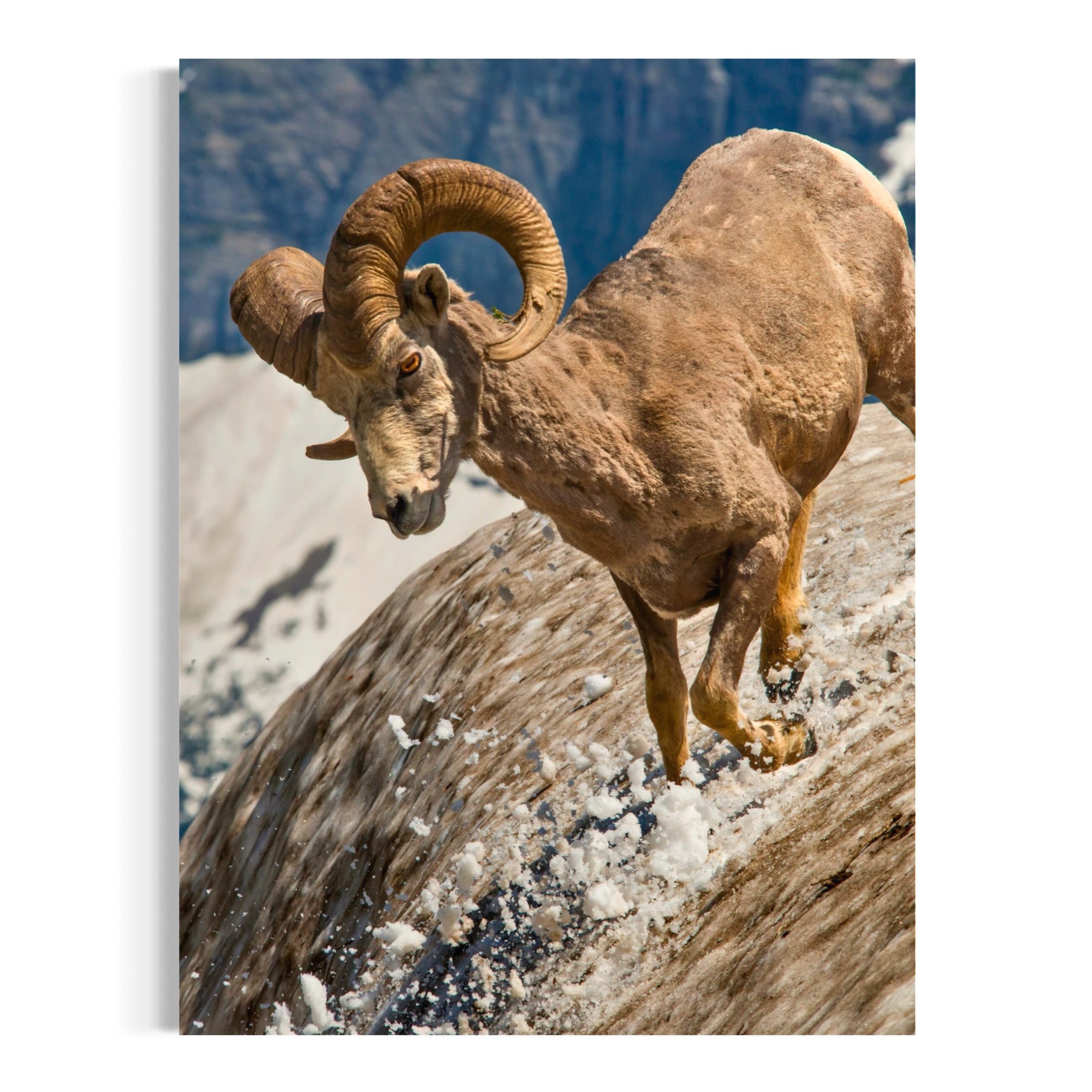 Bighorn Sheep - Moderno Wall Art Wall Art