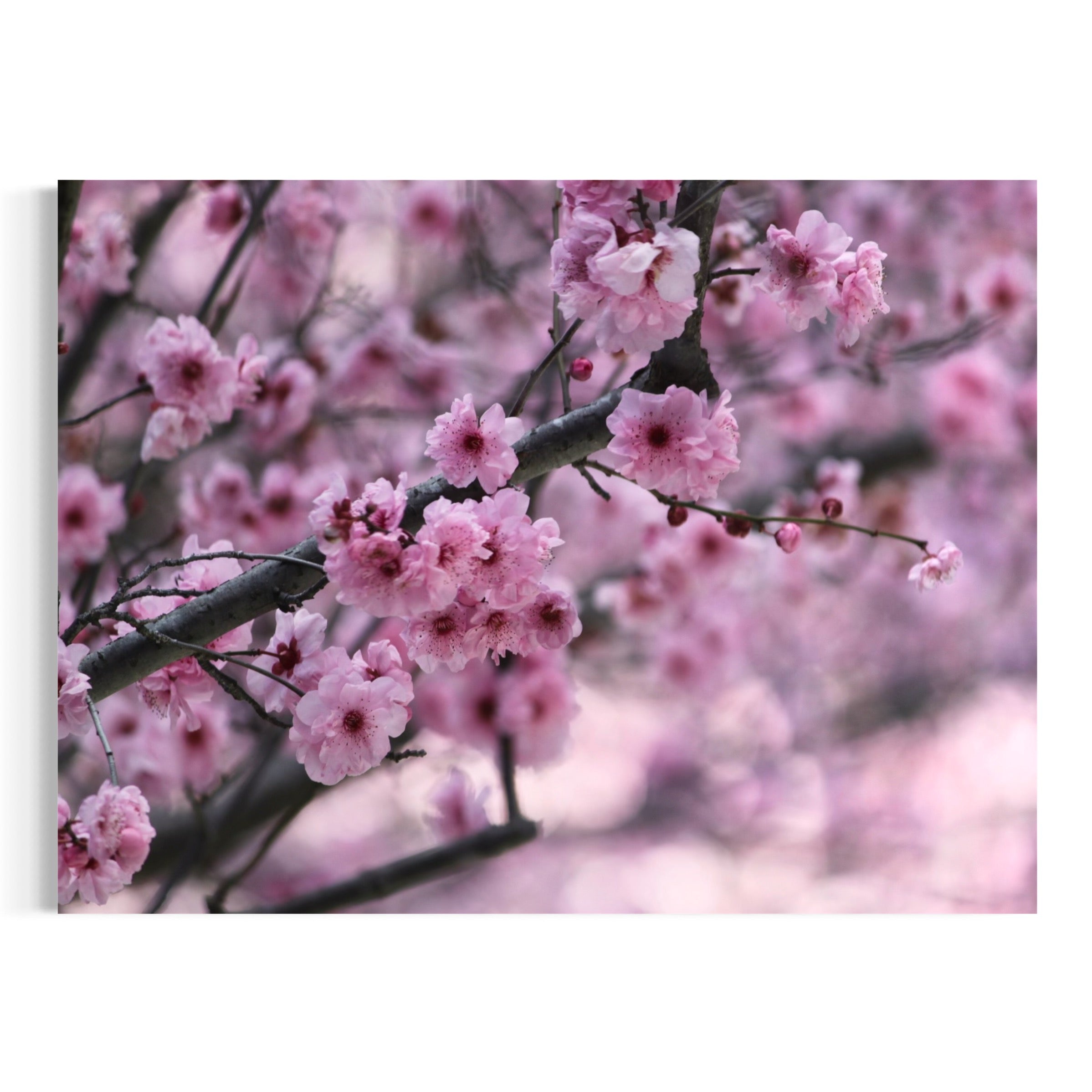 Cherry Blossom Dreams - Moderno Wall Art Wall Art