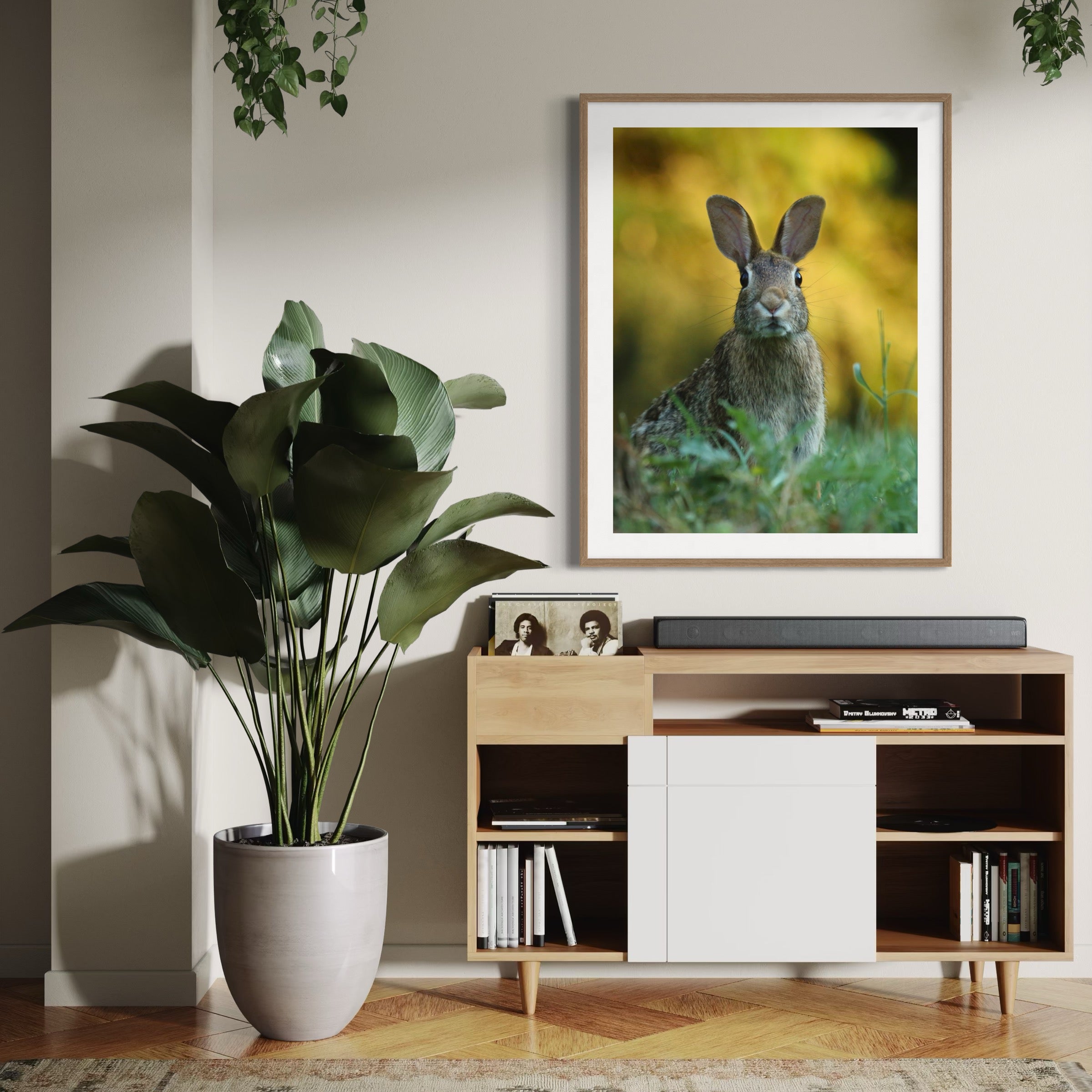 Curious Rabbit - Moderno Wall Art