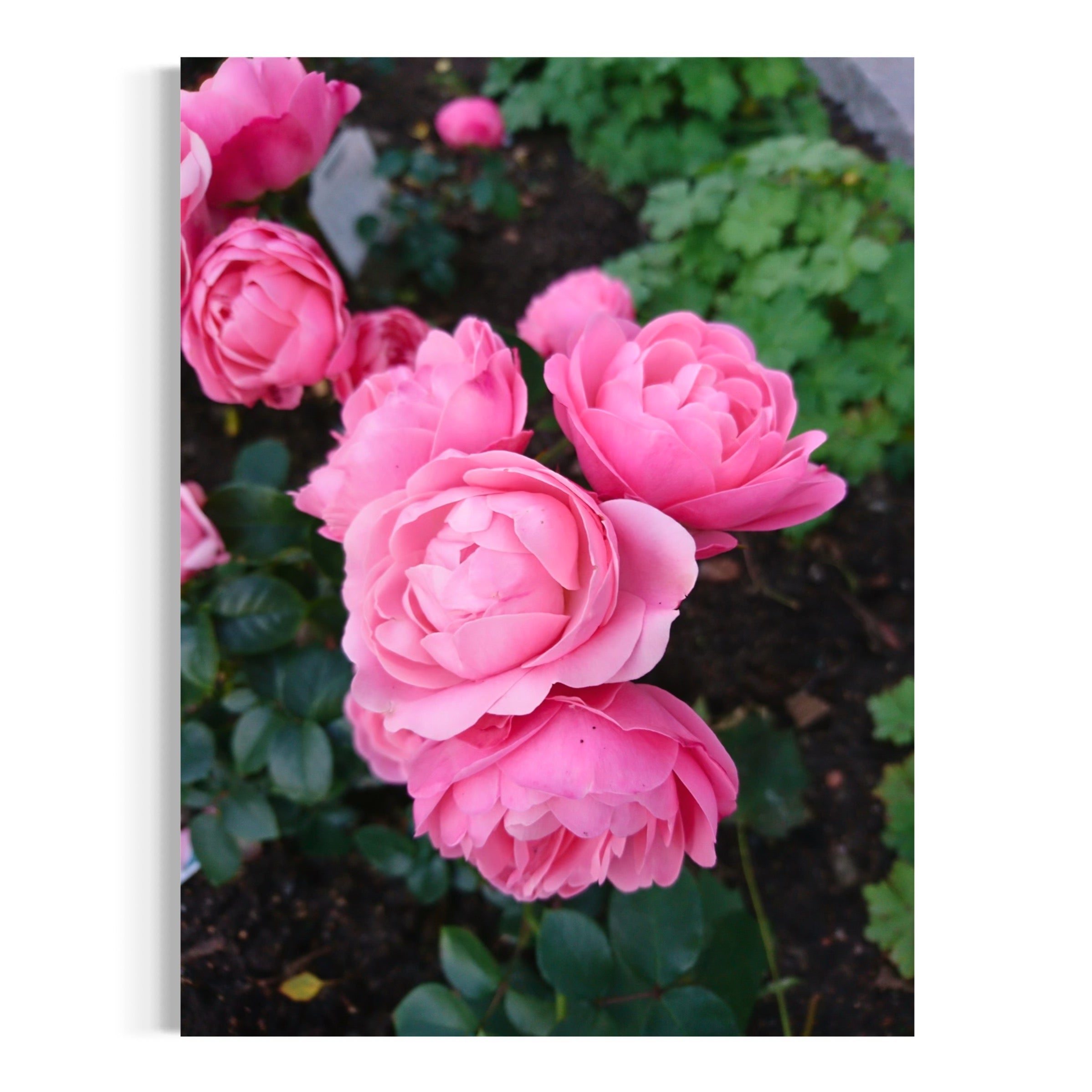 Floral Grace - Moderno Wall Art Wall Art