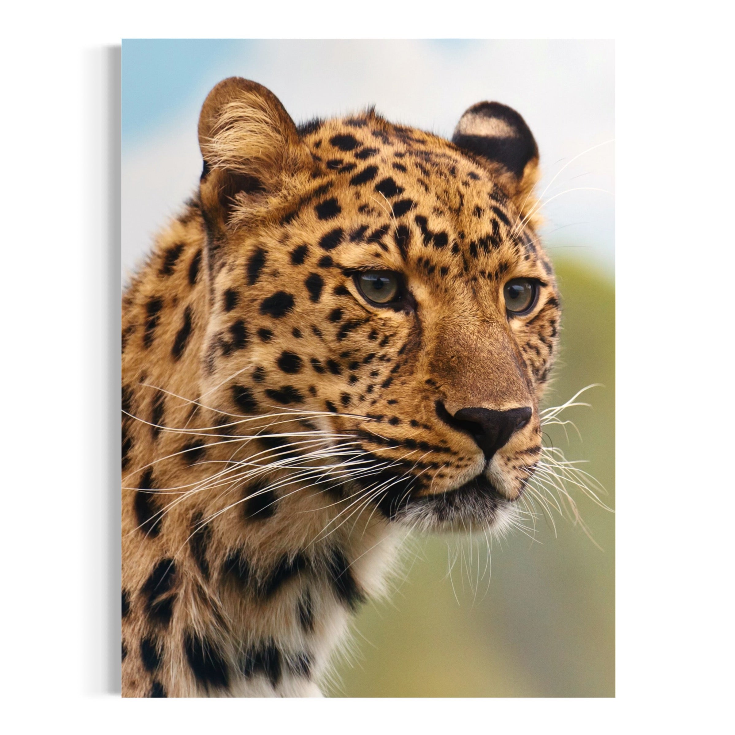 Leopard in the Wild - Moderno Wall Art Wall Art