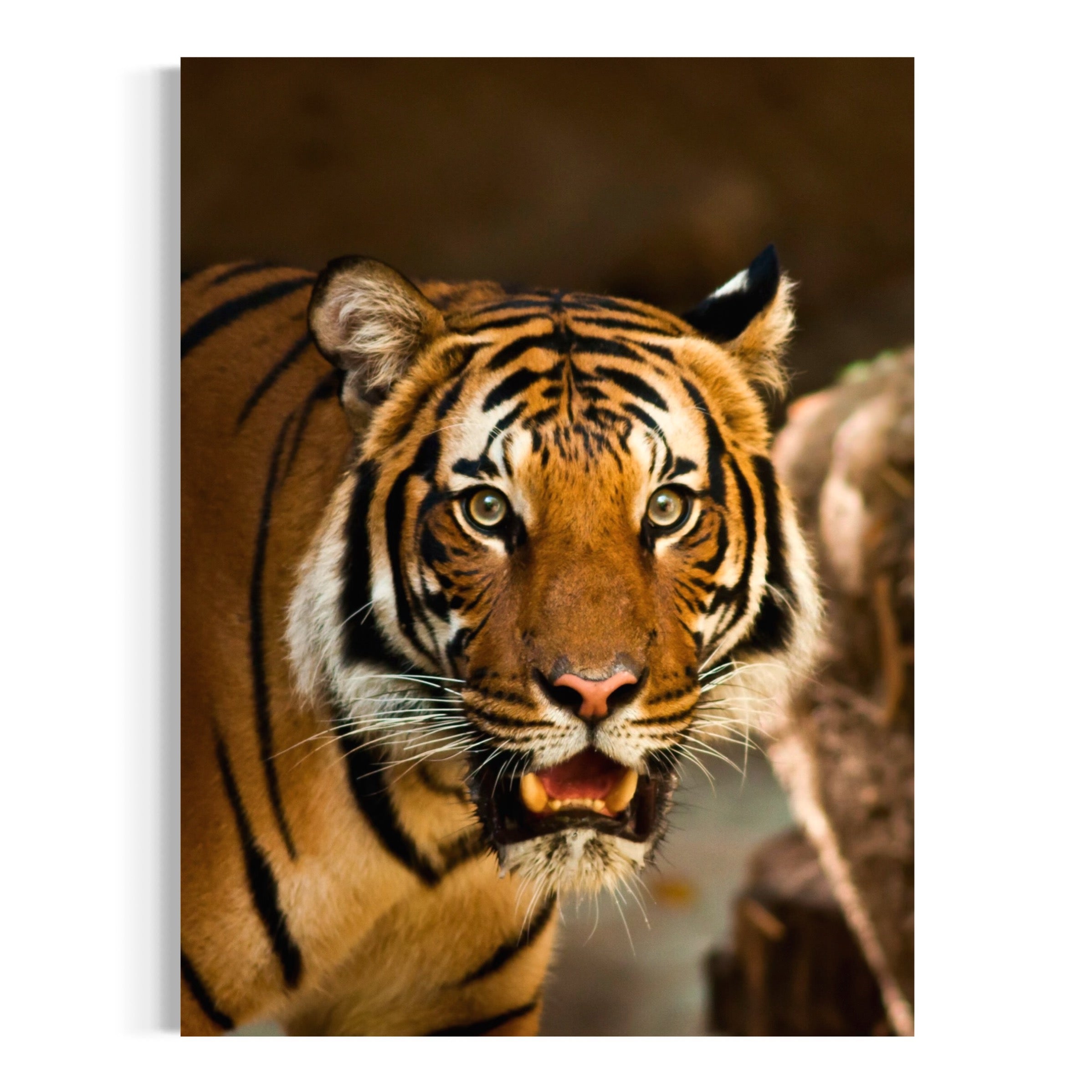 Intense Gaze of a Tiger - Moderno Wall Art Wall Art