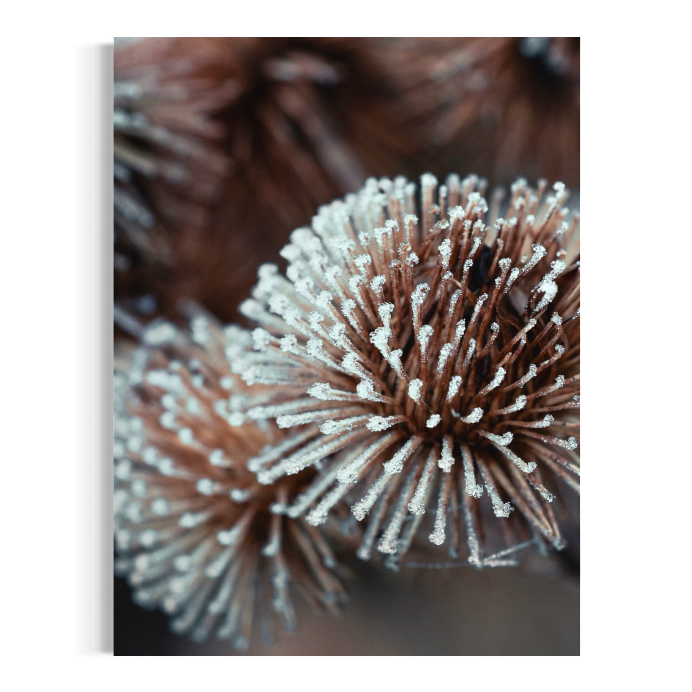 Dried Globe Thistle - Moderno Wall Art Wall Art