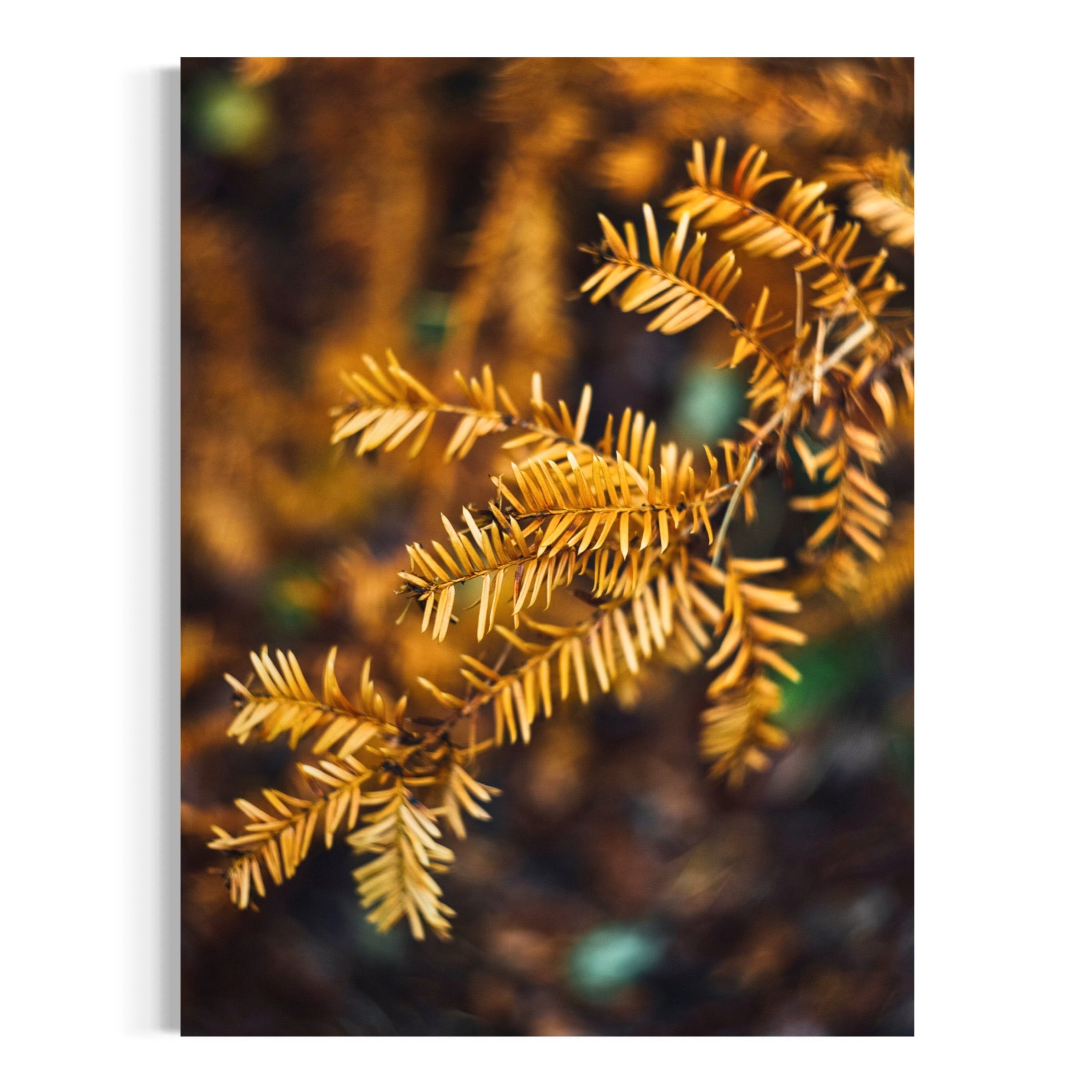 Rustic Pine - Moderno Wall Art Wall Art