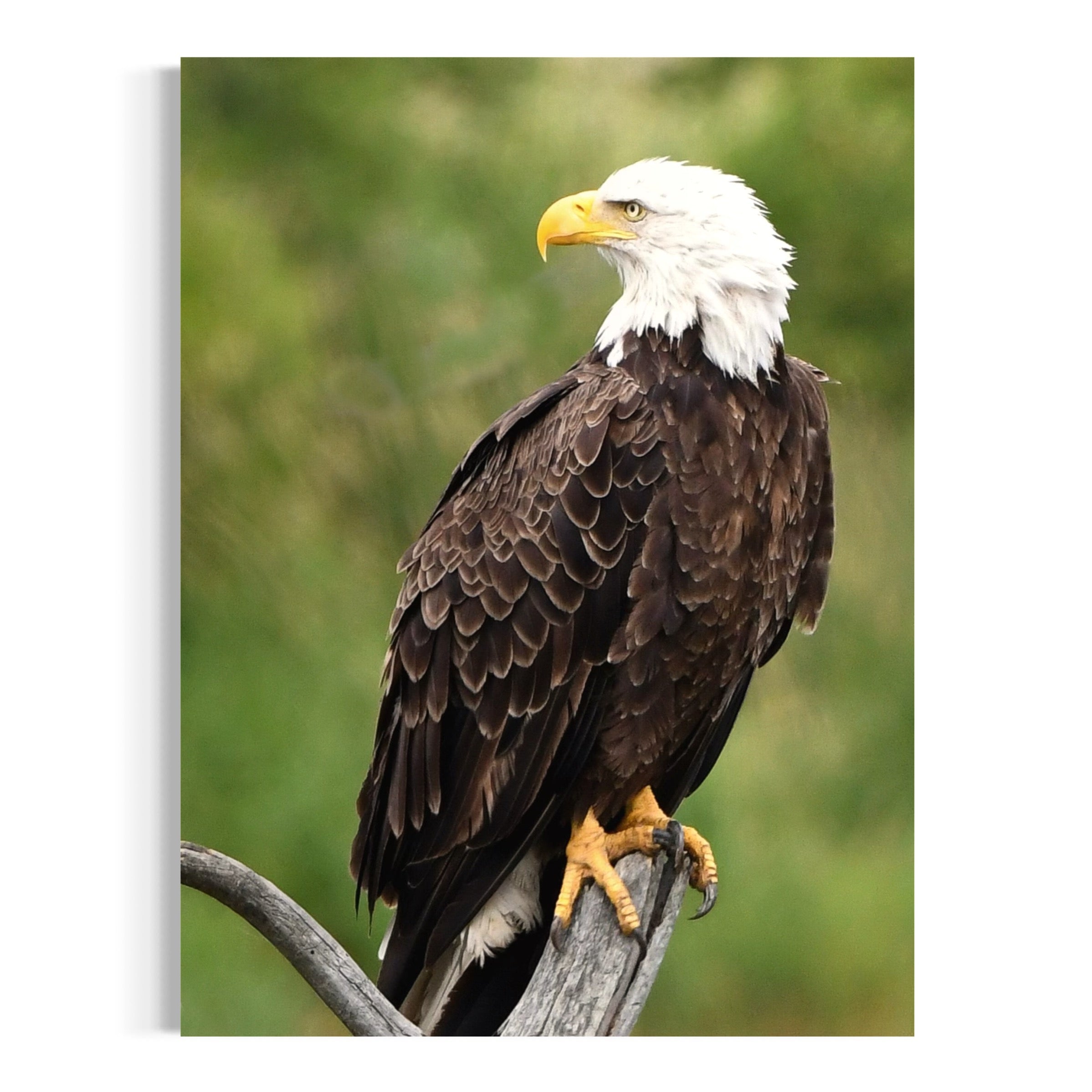 Watchful Hunter - Moderno Wall Art Wall Art