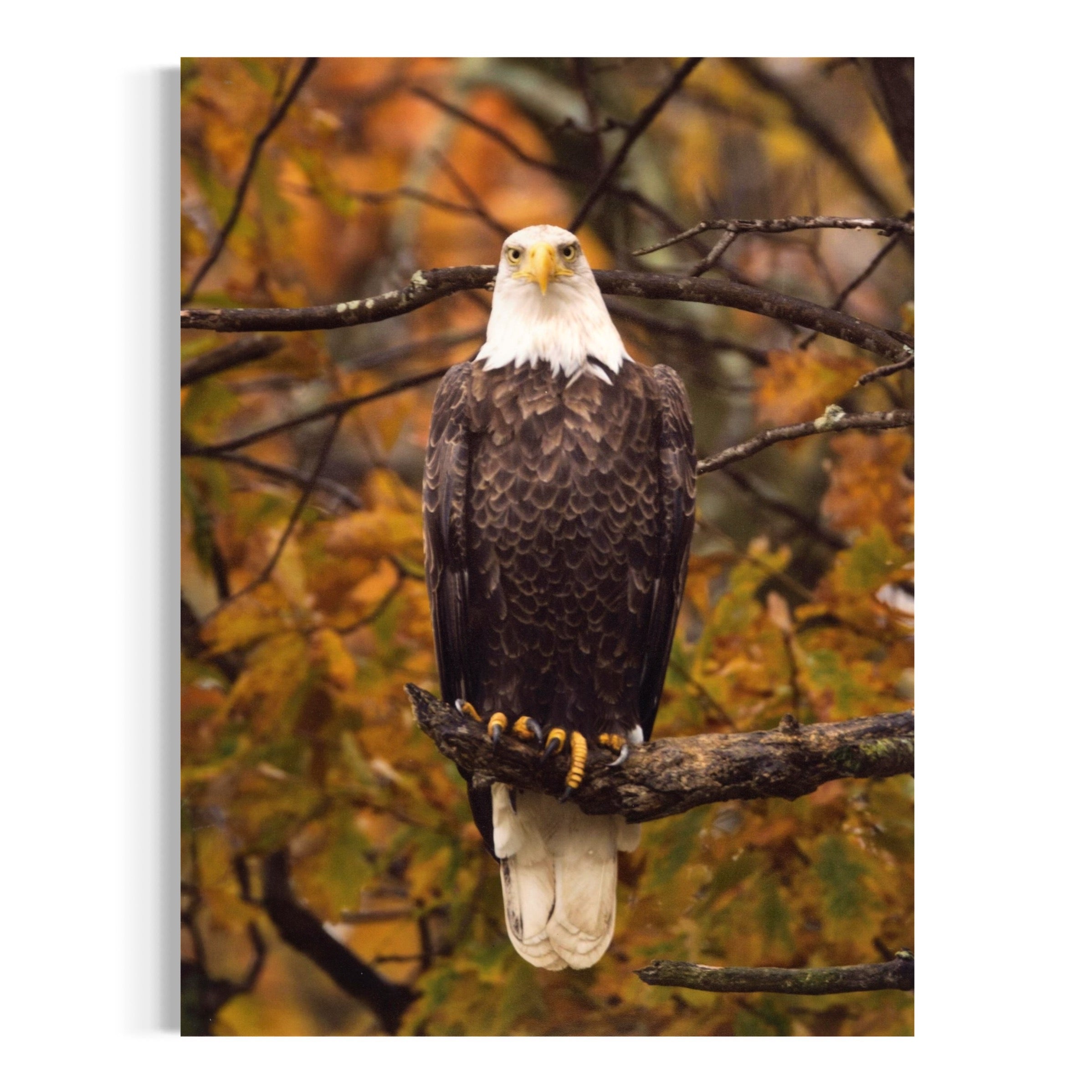 Autumn Sentinel - Moderno Wall Art Wall Art