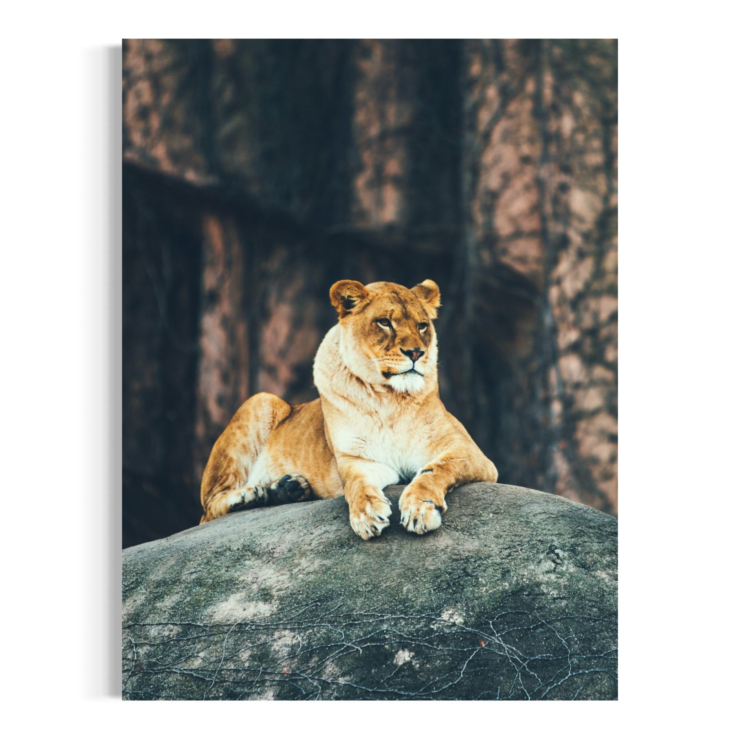 Resting Lioness - Moderno Wall Art Wall Art