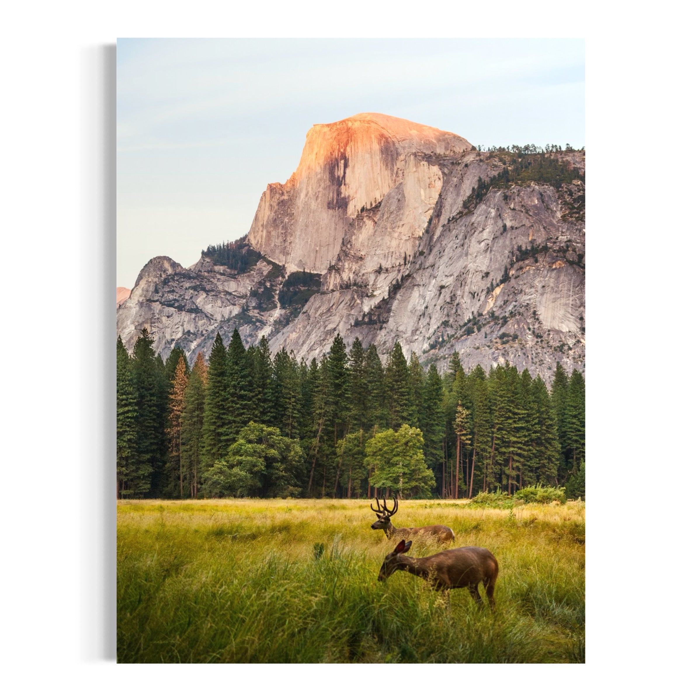 Deer in Yosemite Valley - Moderno Wall Art Wall Art