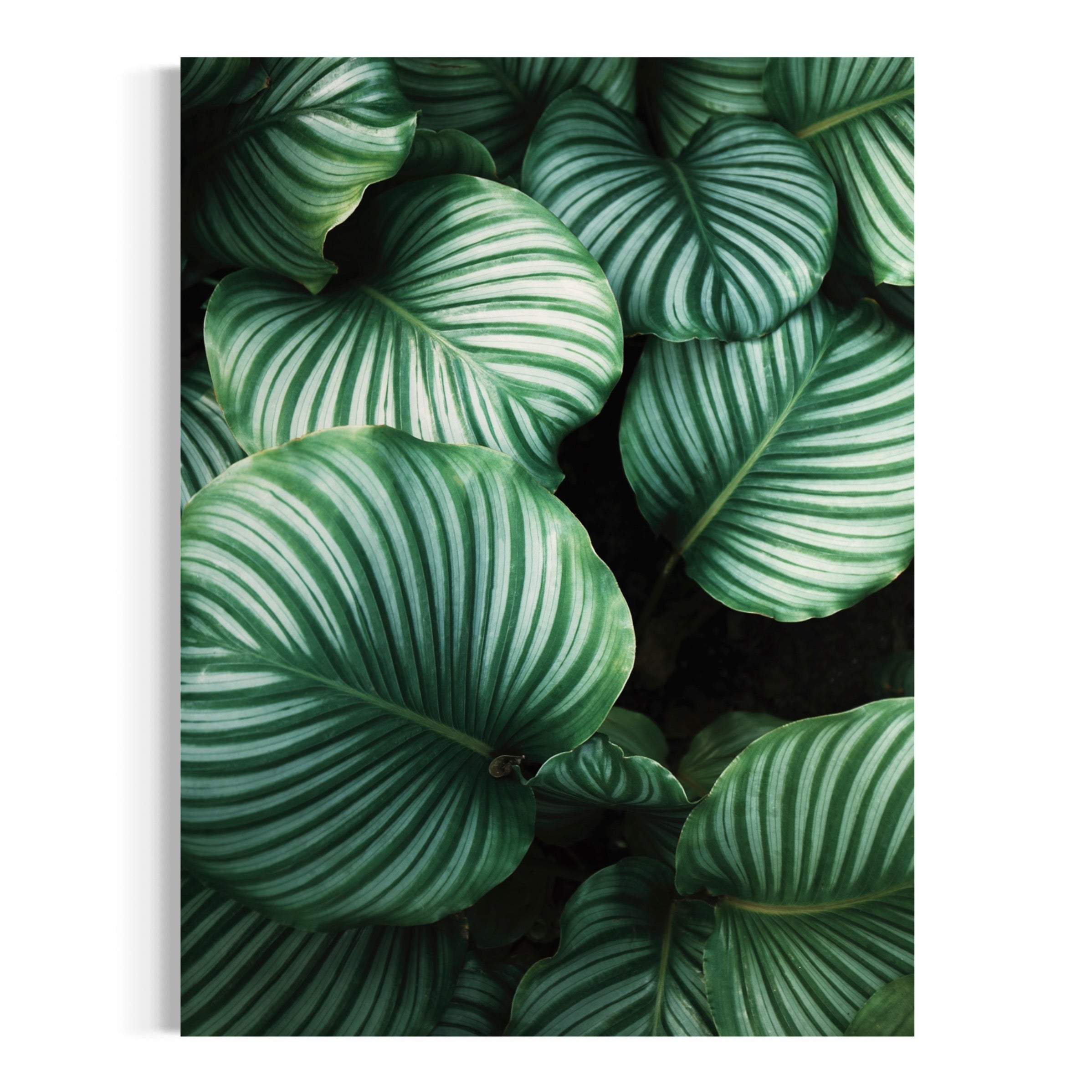 Jungle Vegetation - Moderno Wall Art Wall Art
