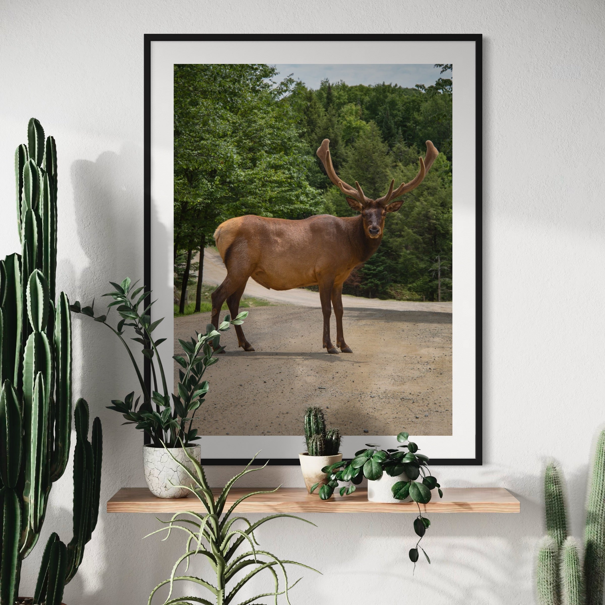 Elk On The Path - Moderno Wall Art Wall Art