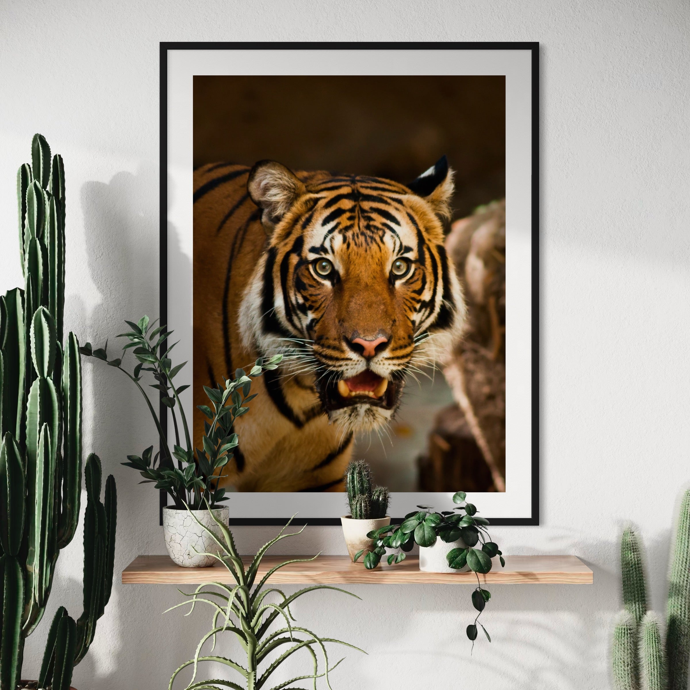 Intense Gaze of a Tiger - Moderno Wall Art Wall Art