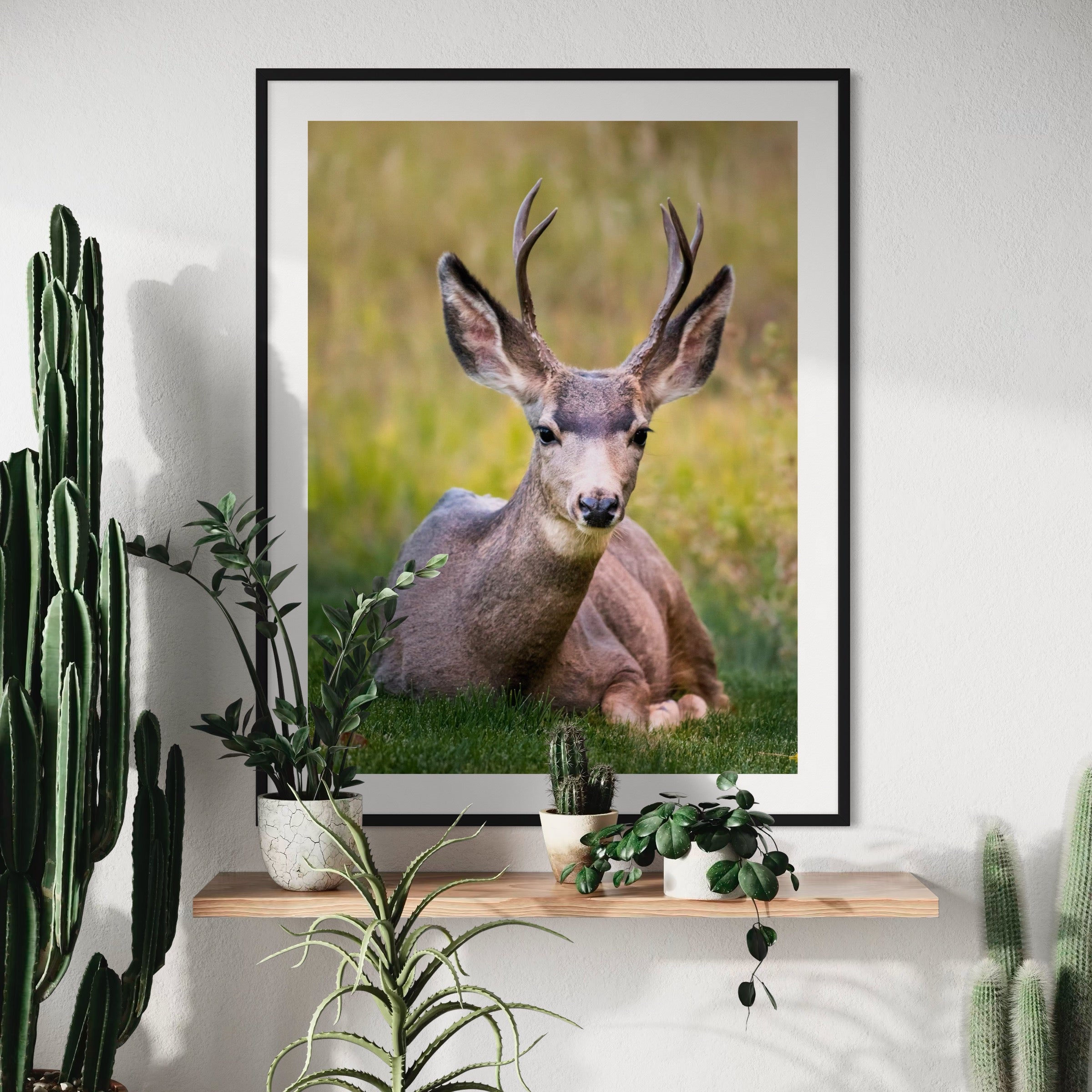 California Mule Deer - Moderno Wall Art Wall Art