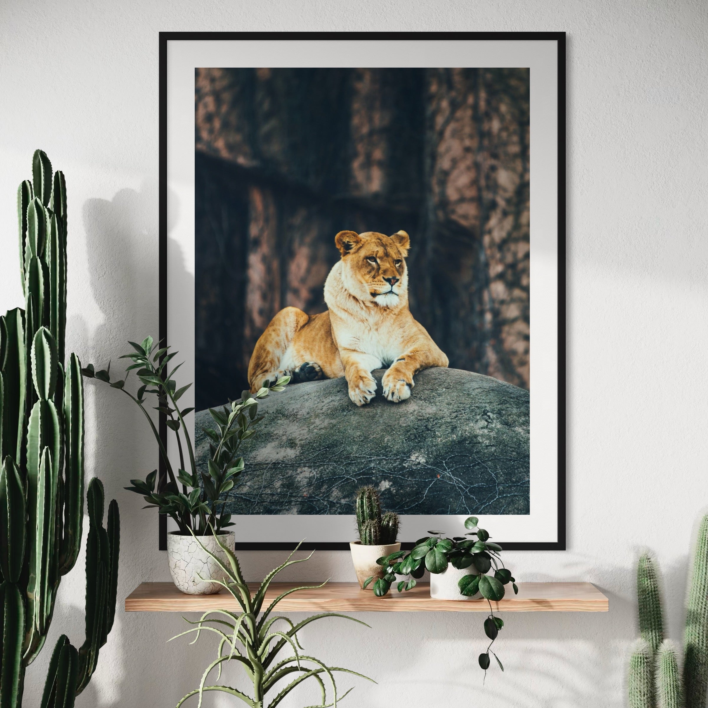 Resting Lioness - Moderno Wall Art Wall Art