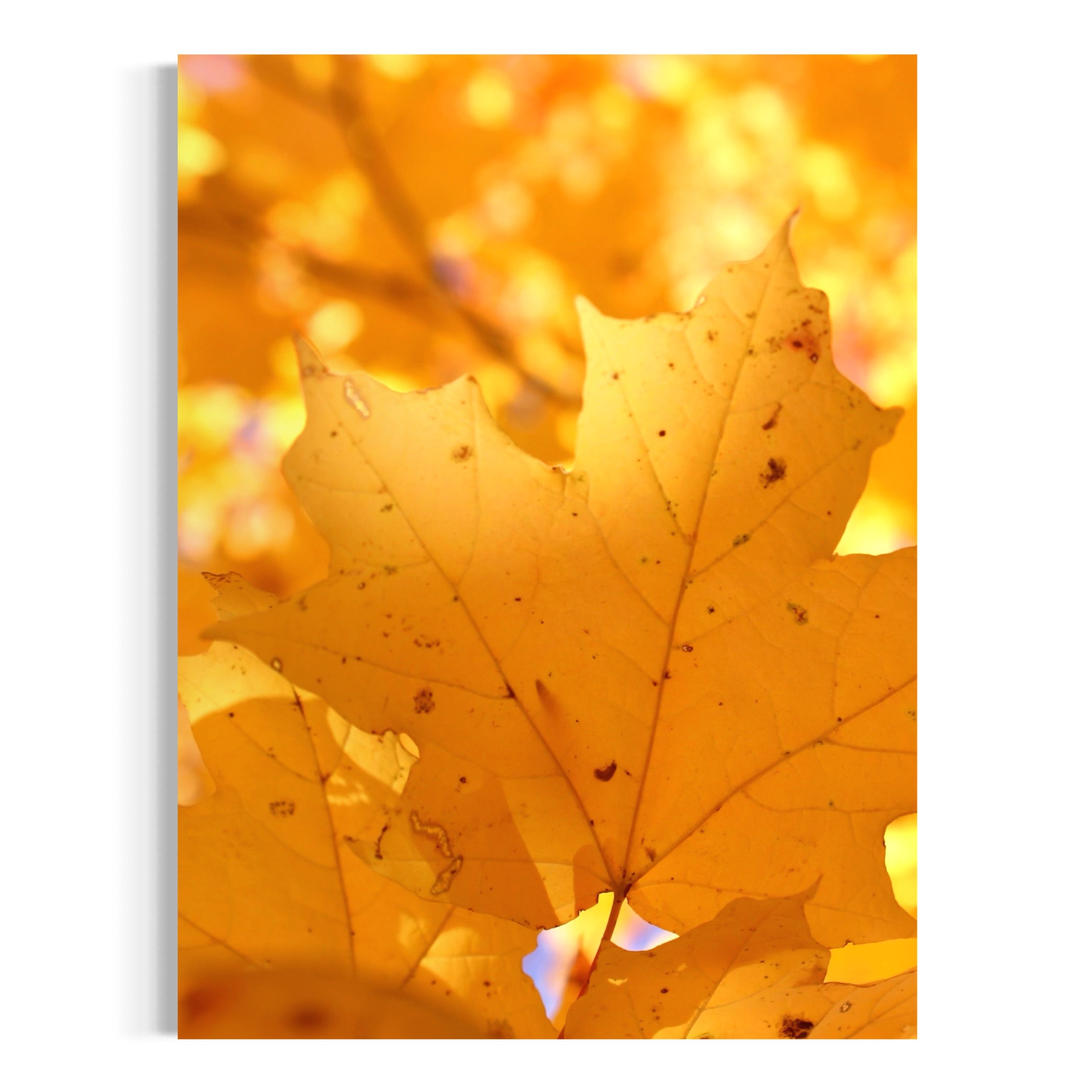 Feuilles jaunes