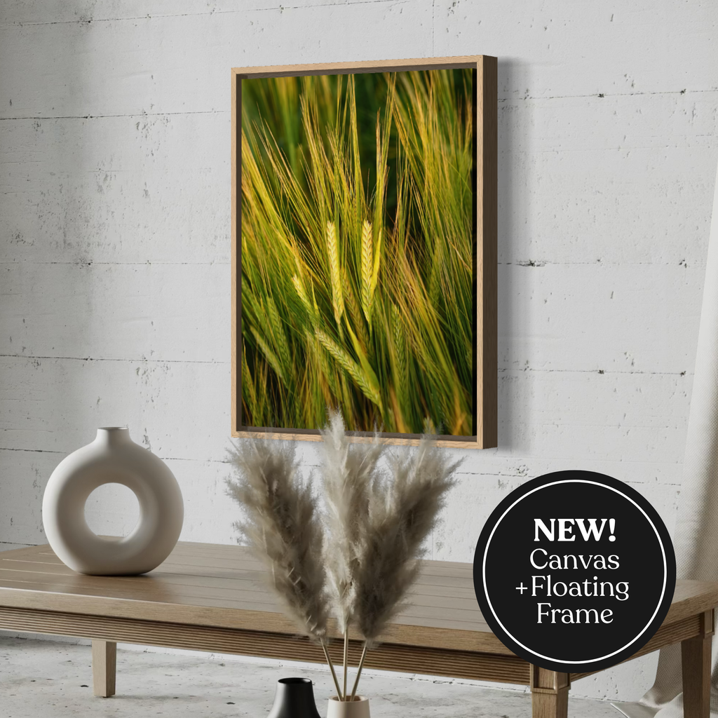 Barley in Bloom