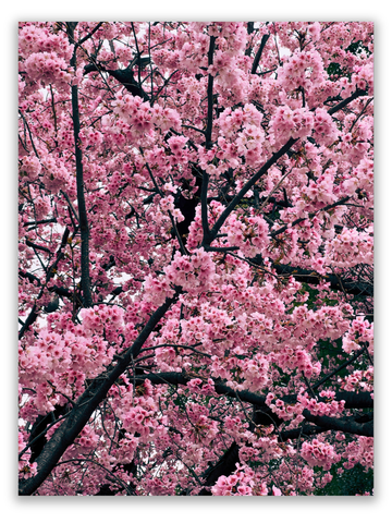 Cherry Blossom Serenade